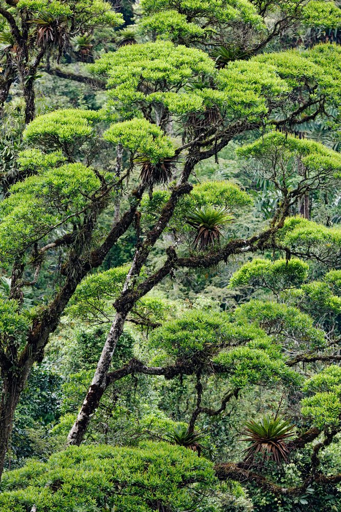 Trees with moss and bromeliads rainforest