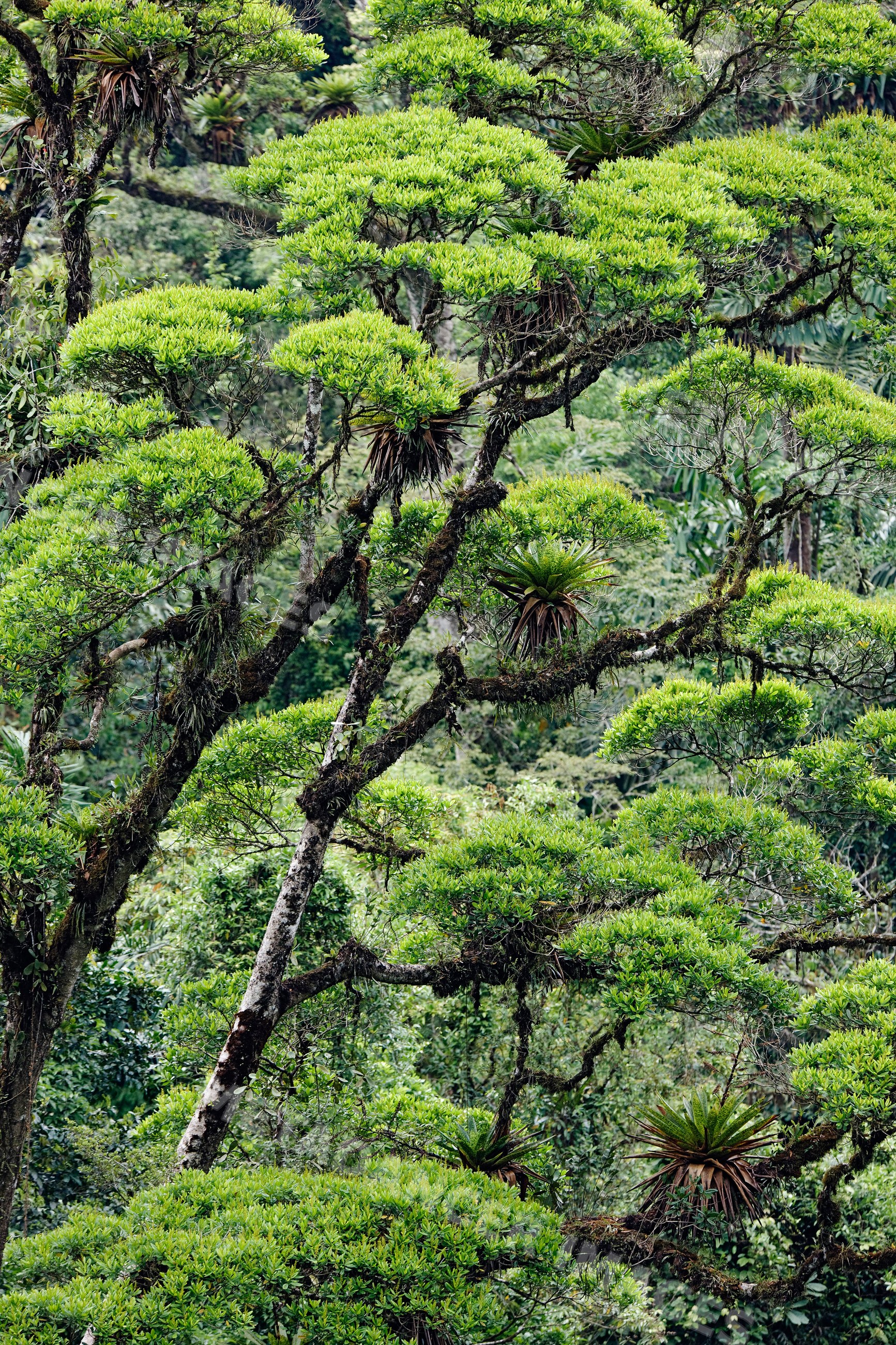 Trees with moss and bromeliads rainforest