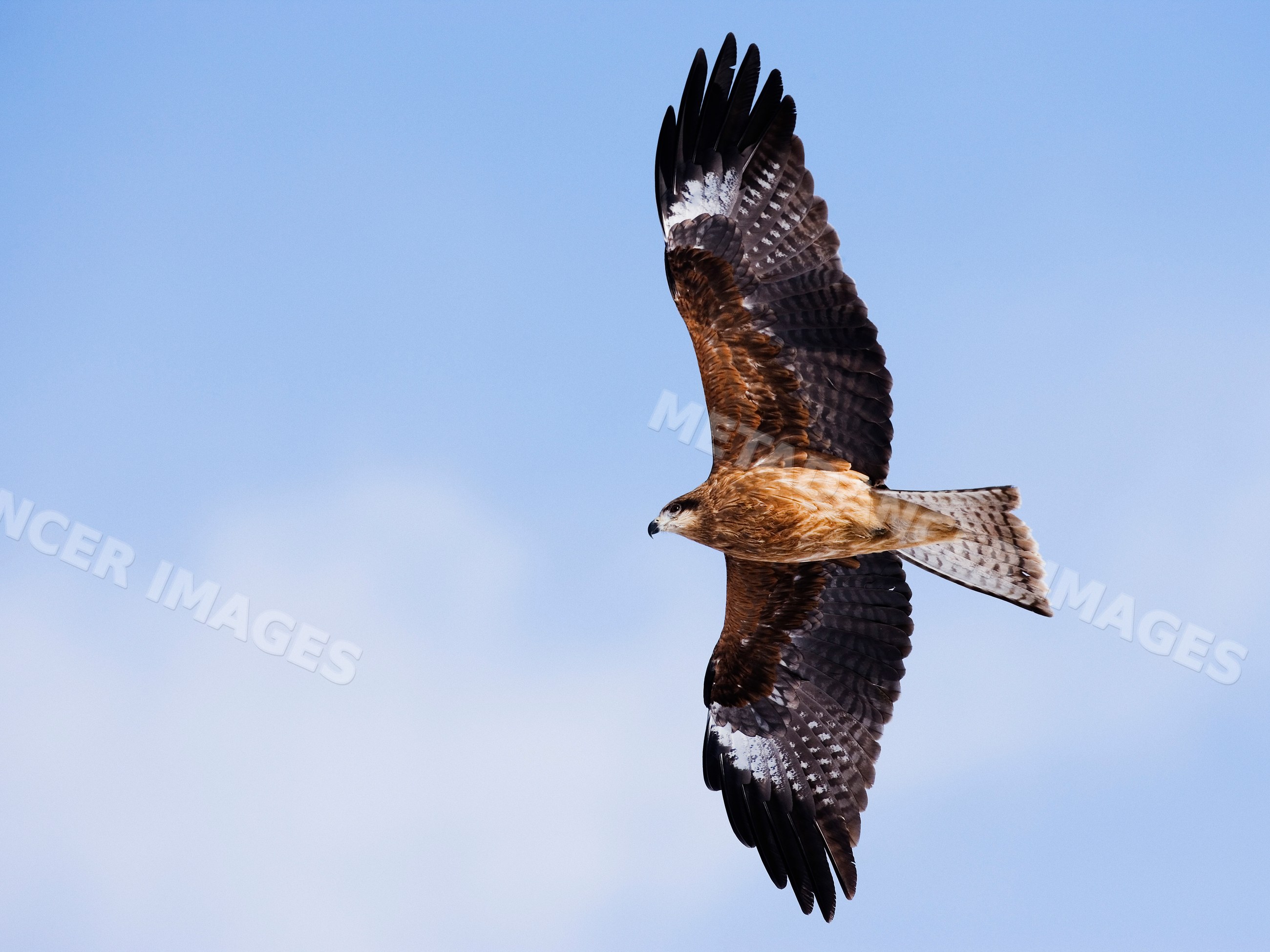 White-tailed eagle soaring in clear sky over hokkaido
