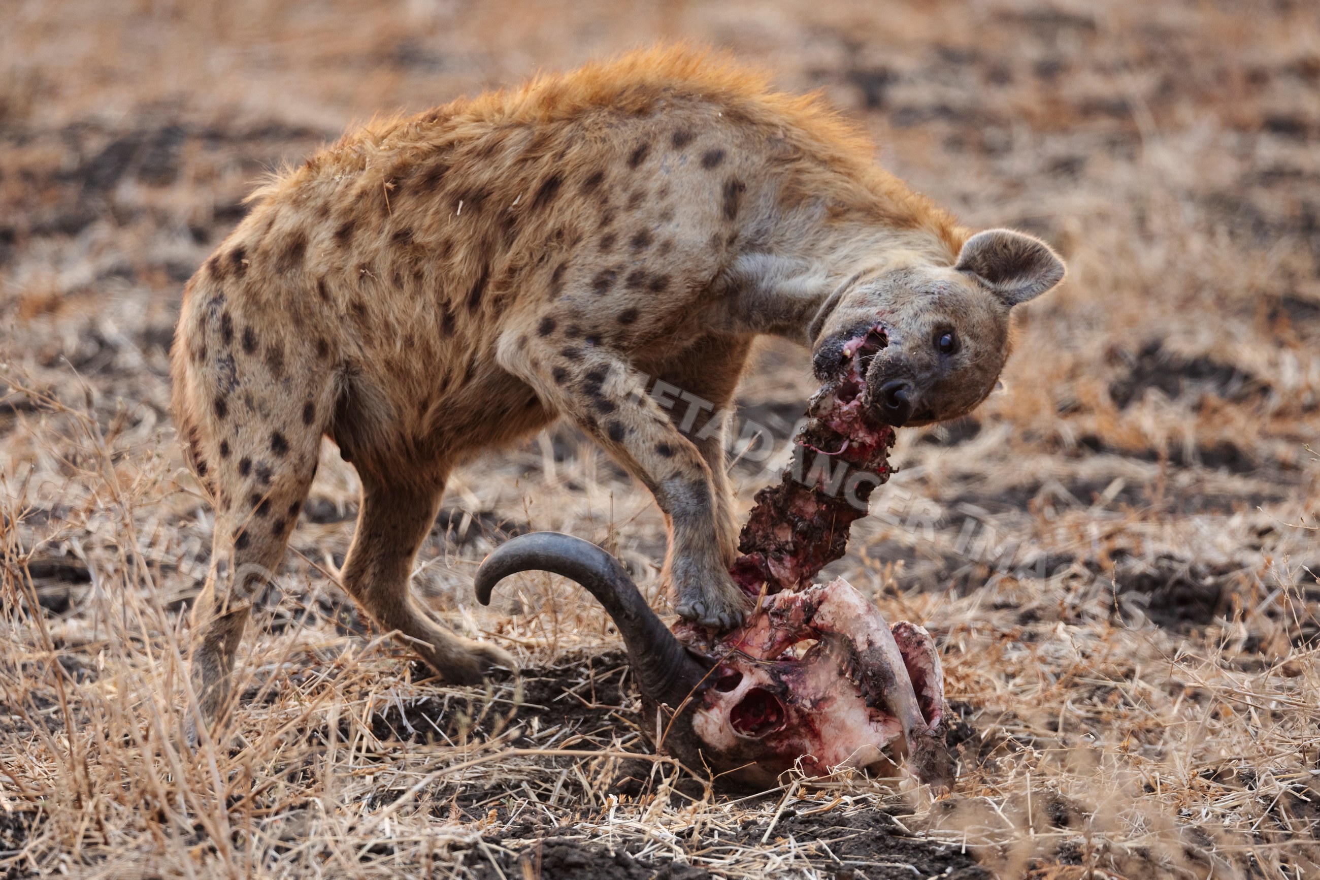 Hyena feeding on Buffalo Skull in a park