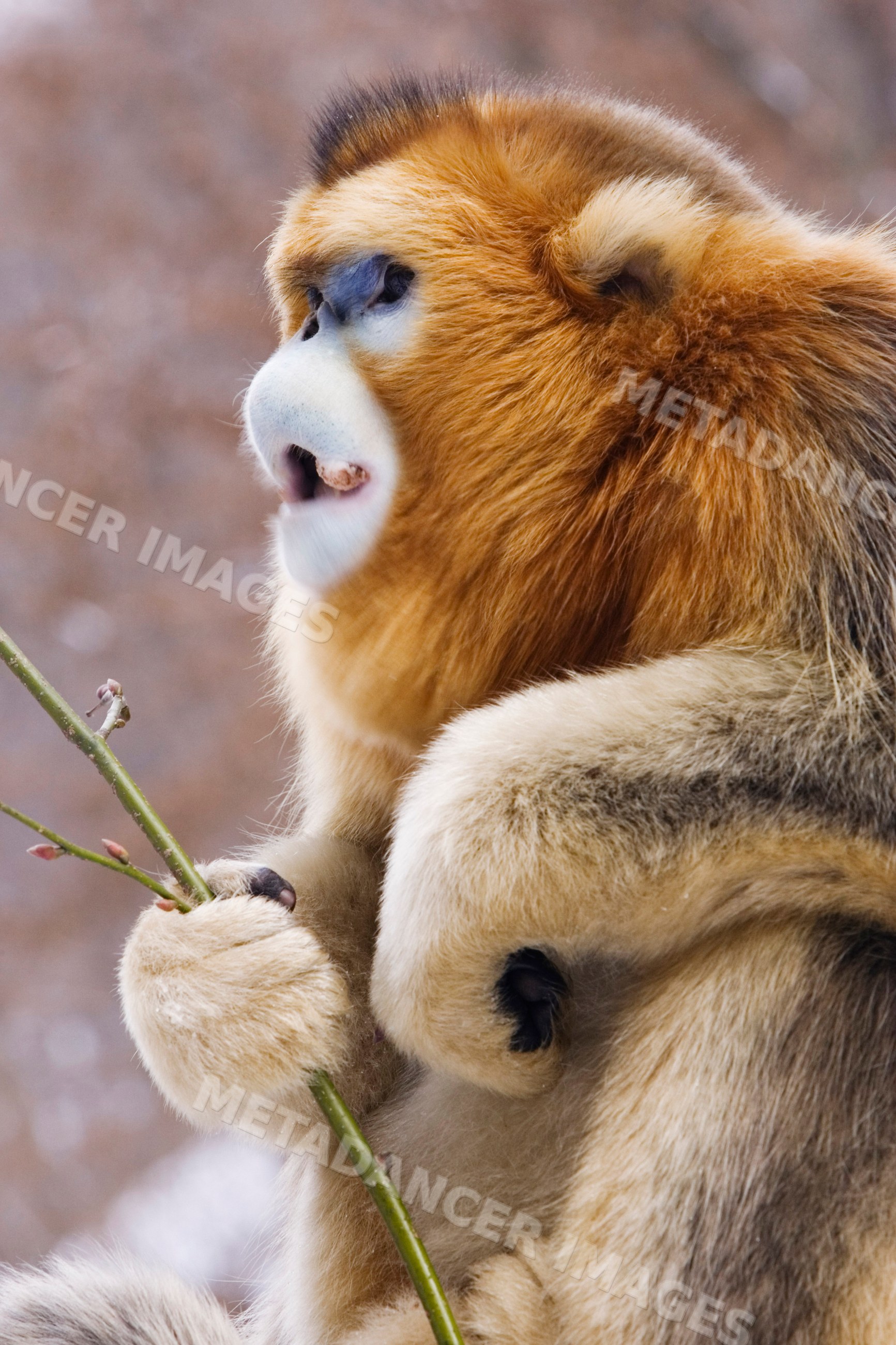 Golden monkey eating branch shaanxi province china