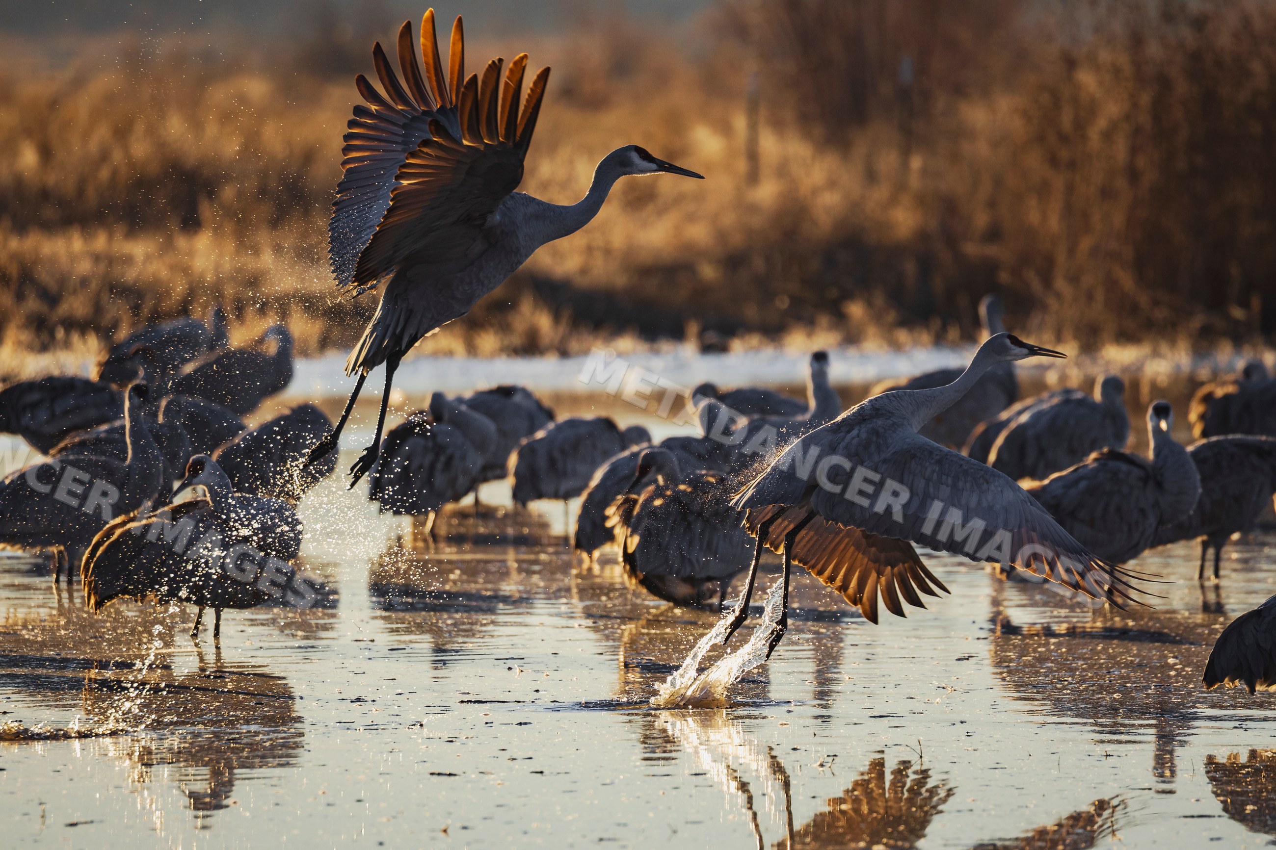 Sandhill cranes taking off from a roosting pond in New Mexico wetland