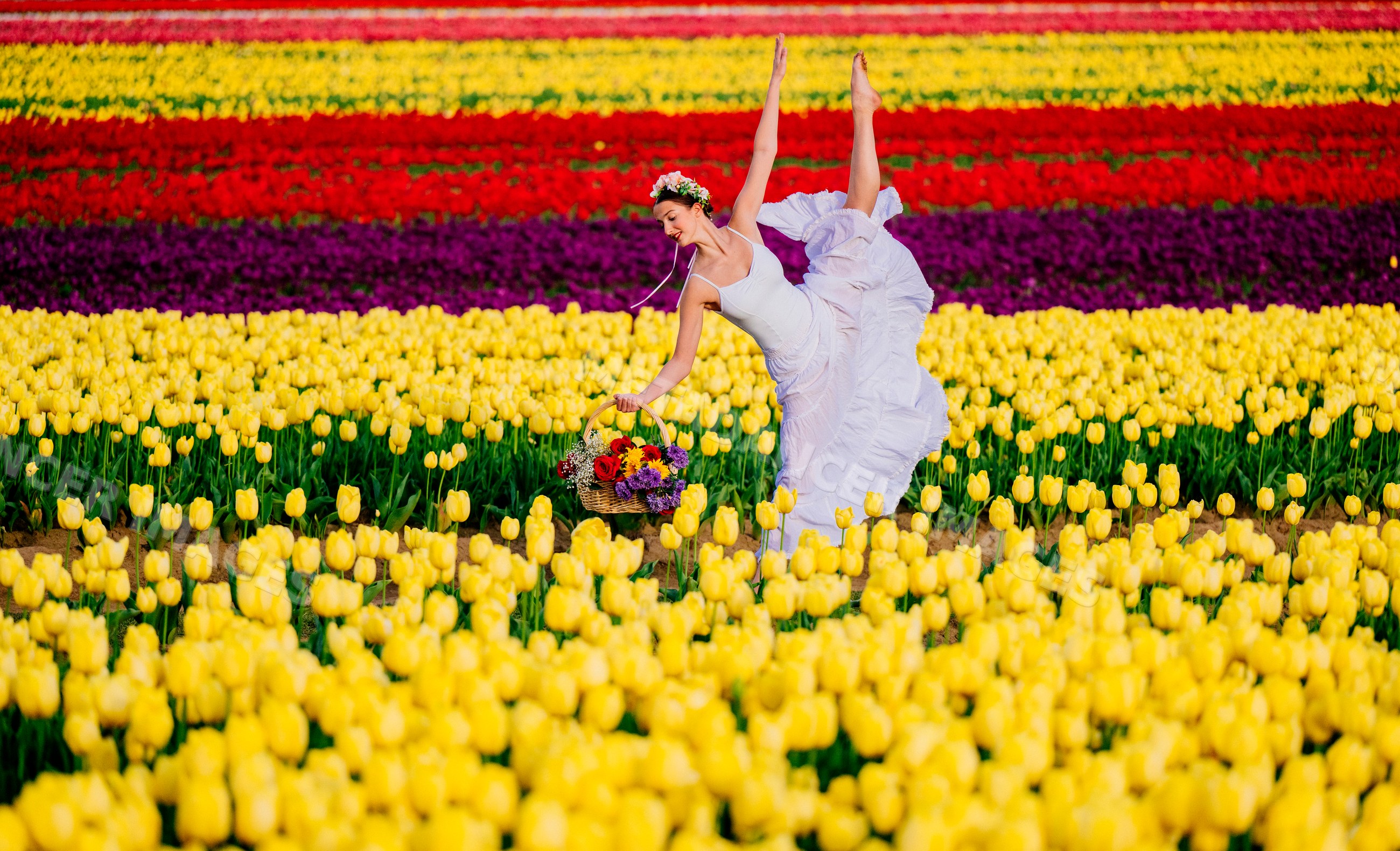 Ballet white dancer posing gracefully in vibrant tulip field