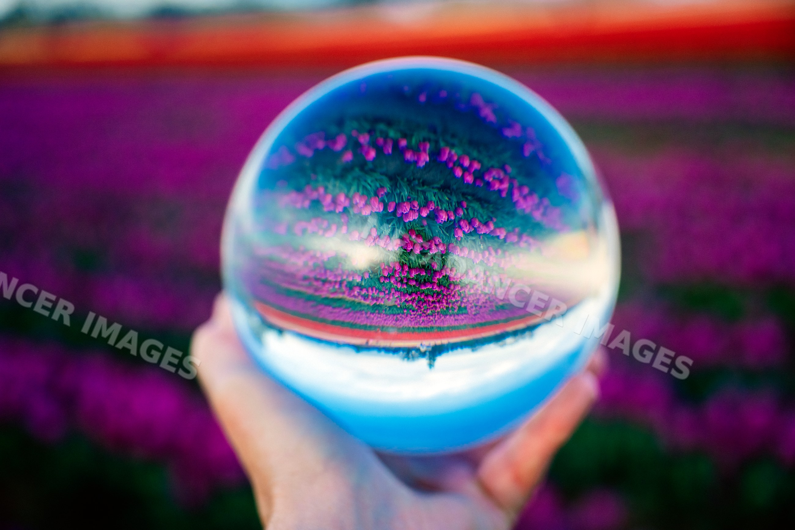 Hand holding glass ball reflecting purple tulip field outdoors