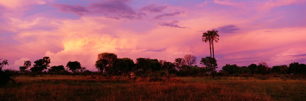 Sunset sky over savanna landscape with silhouetted palm and other