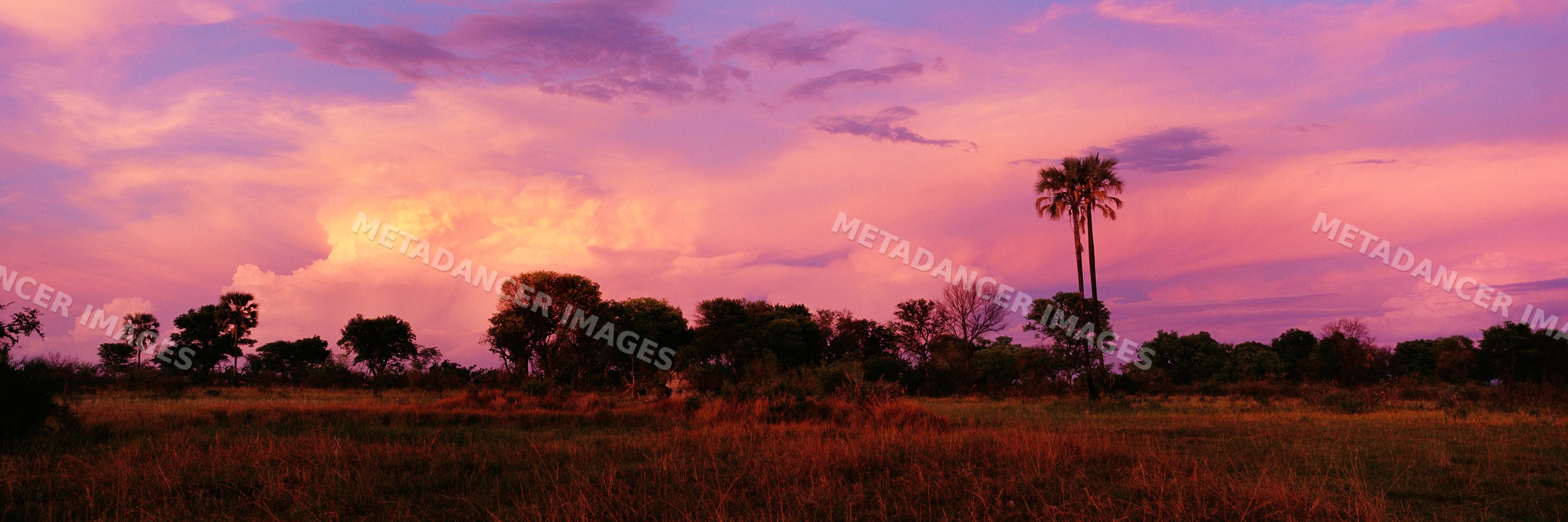 Sunset sky over savanna landscape with silhouetted palm and other