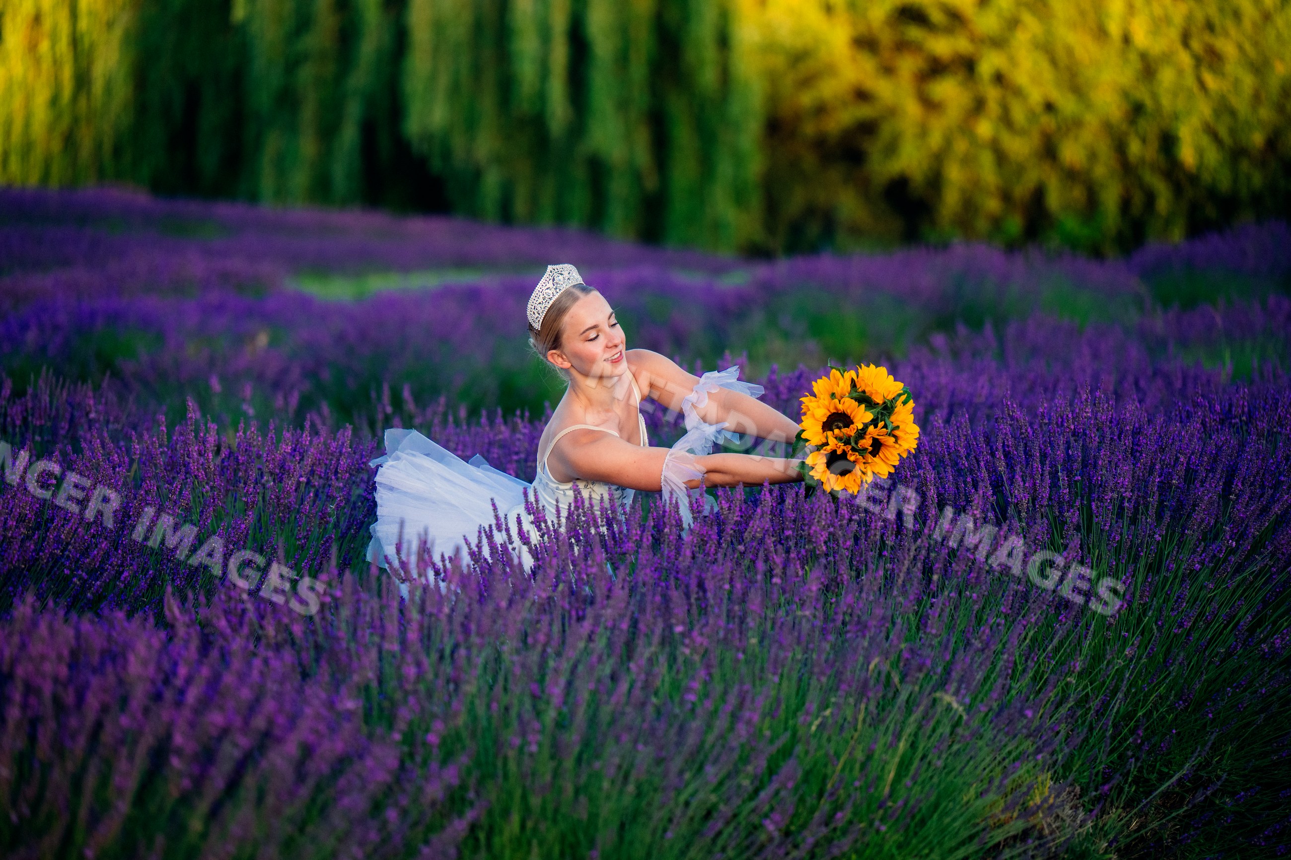 A ballerina holding sunflowers dances gracefully in a lavender field