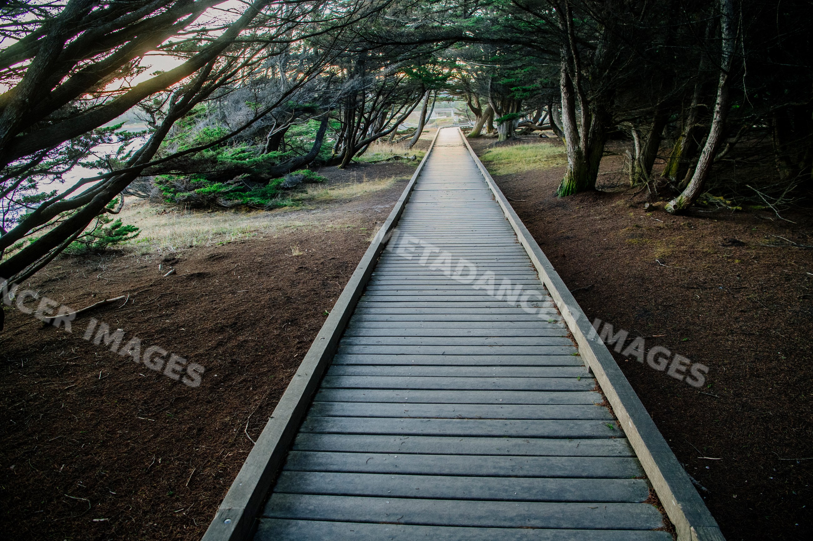 Wooden boardwalk trail through forest