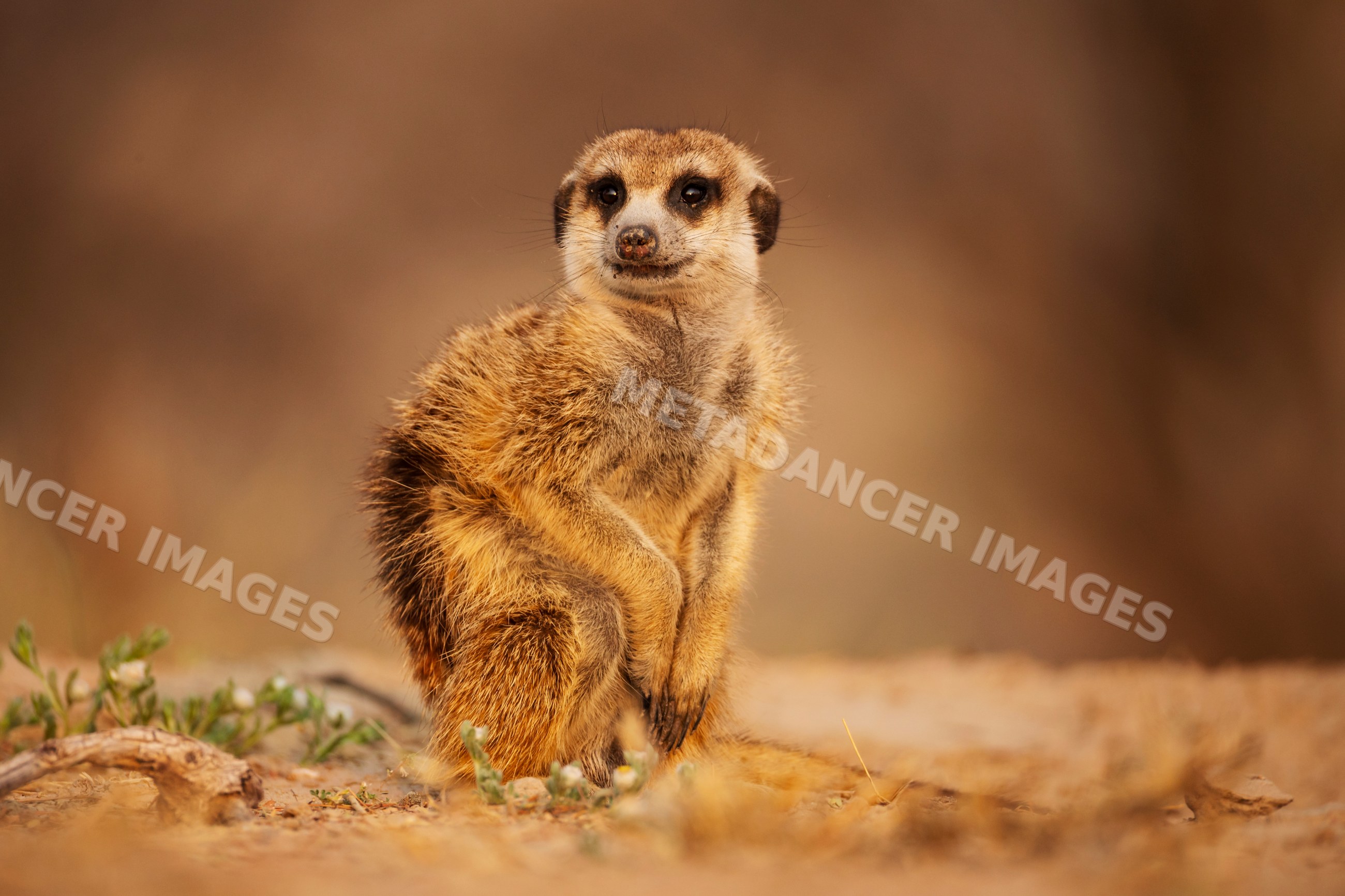 Meerkat sitting at the Den in the Kalahari Desert at Sunrise