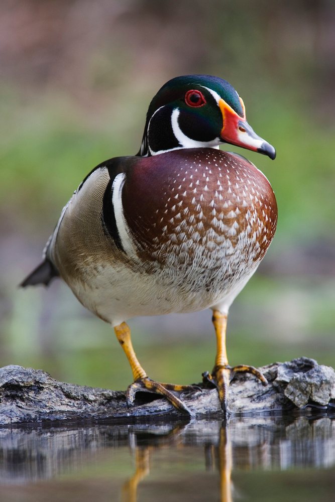 Wood duck standing on a log by water with reflection in Texas, USA