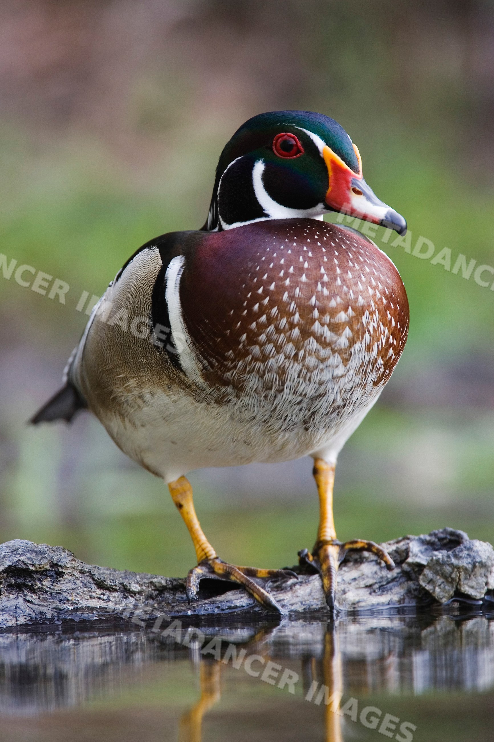 Wood duck standing on a log by water with reflection in Texas, USA
