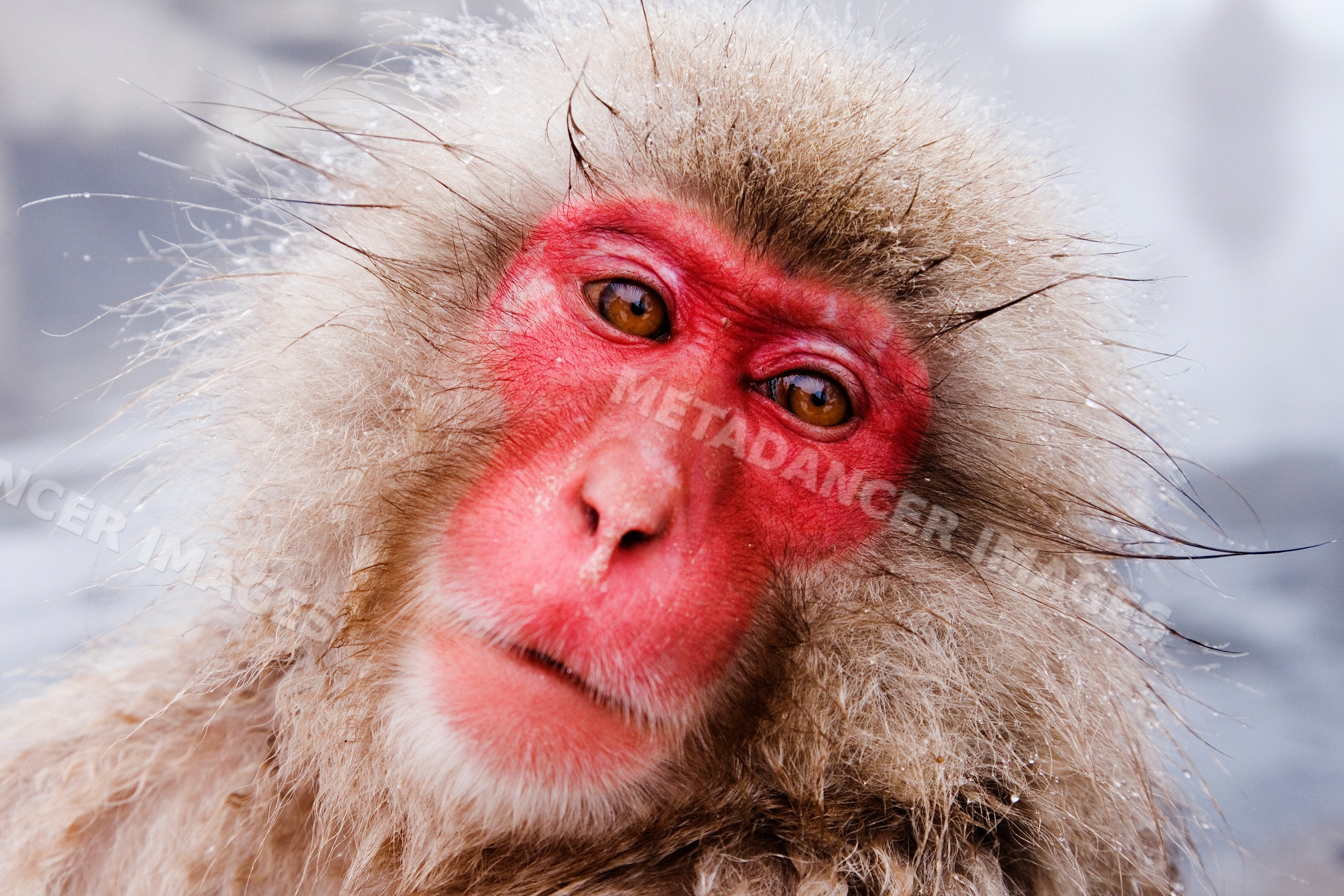 Closeup portrait of Japanese macaque in snowy winter wildlife setting