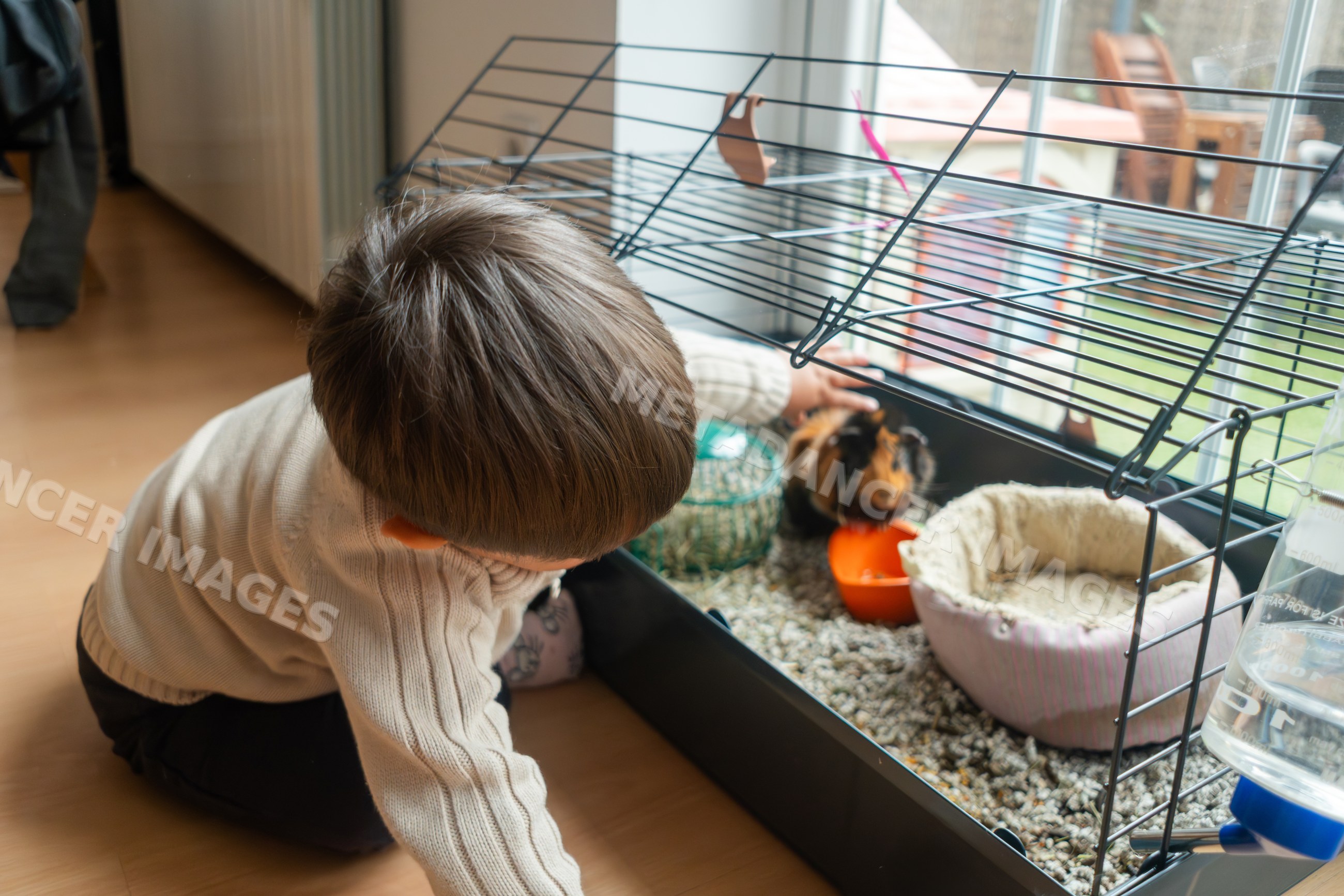 A young white boy interacts with his small pet inside a cage at home