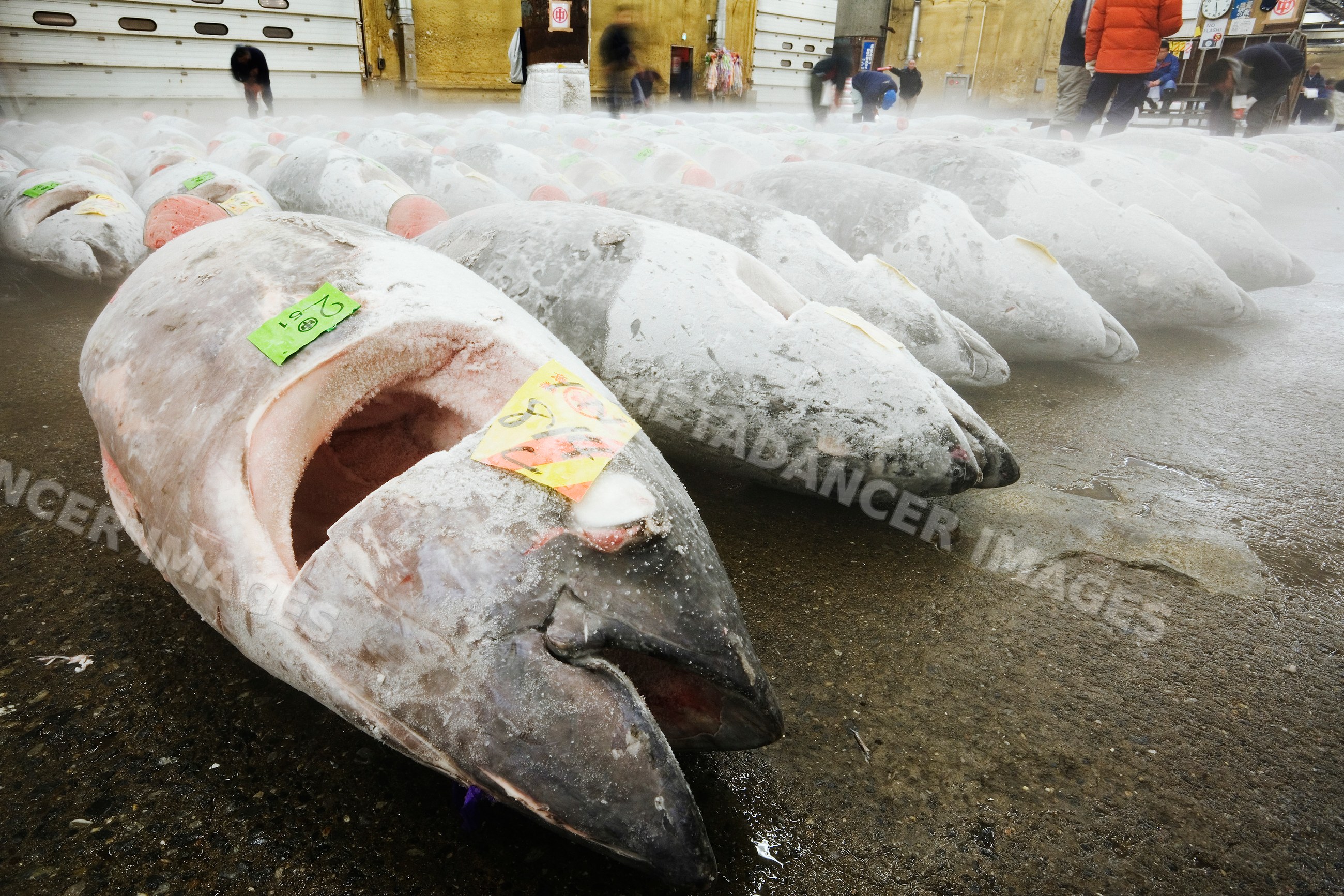 Frozen tuna displayed for auction fish market japan