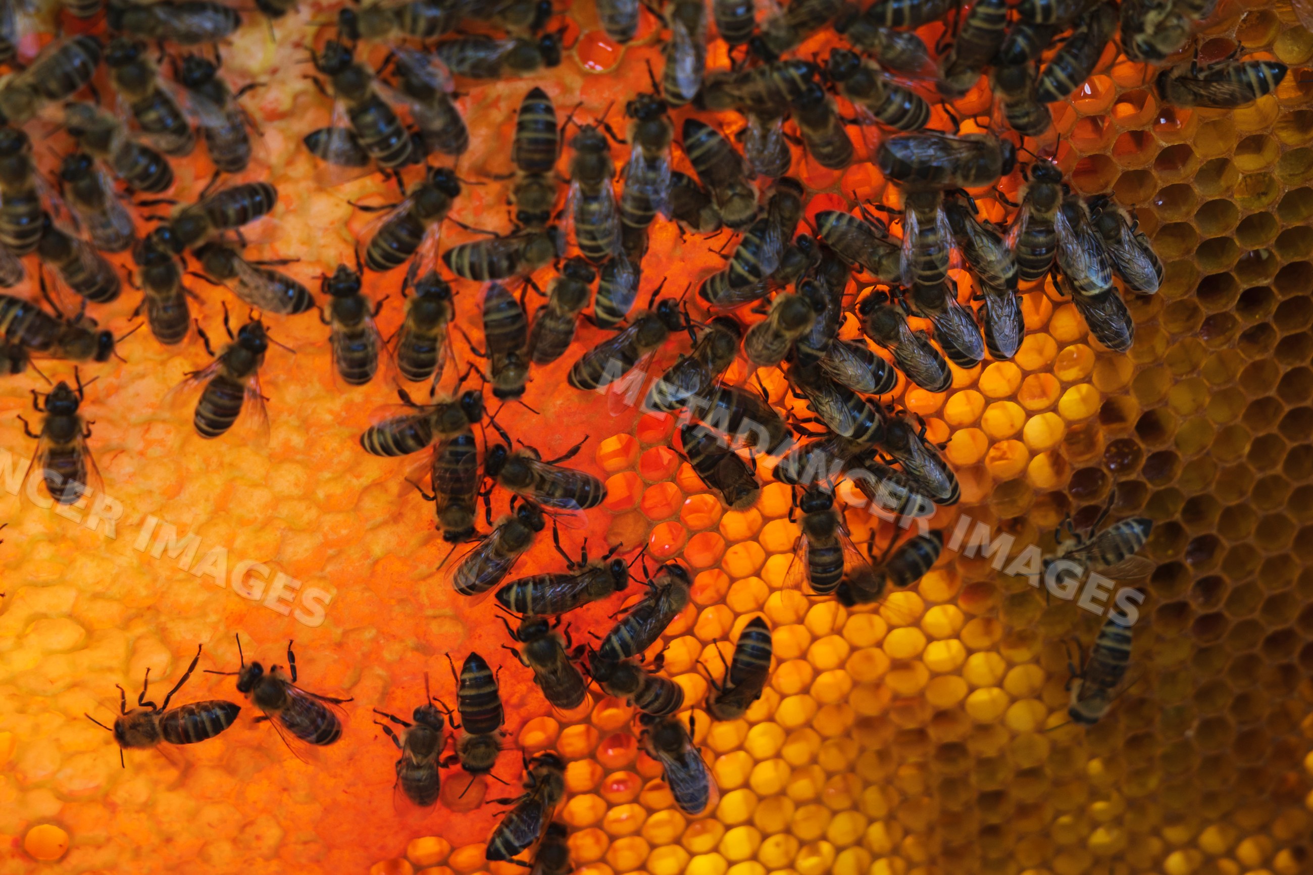 Bees actively working on honeycomb in bled, Slovenia