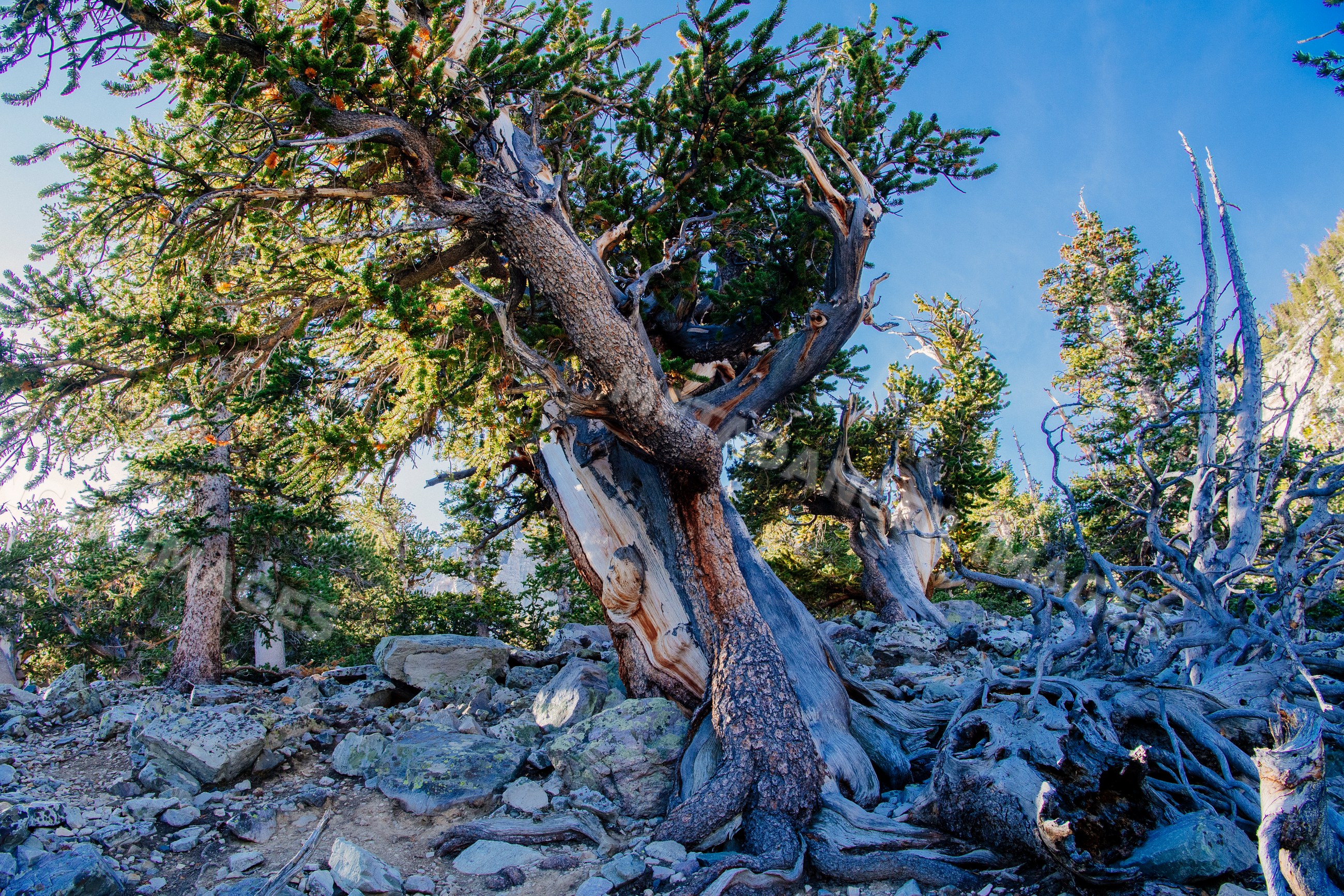 Twisted pine tree on rocky mountain slope in great basin USA