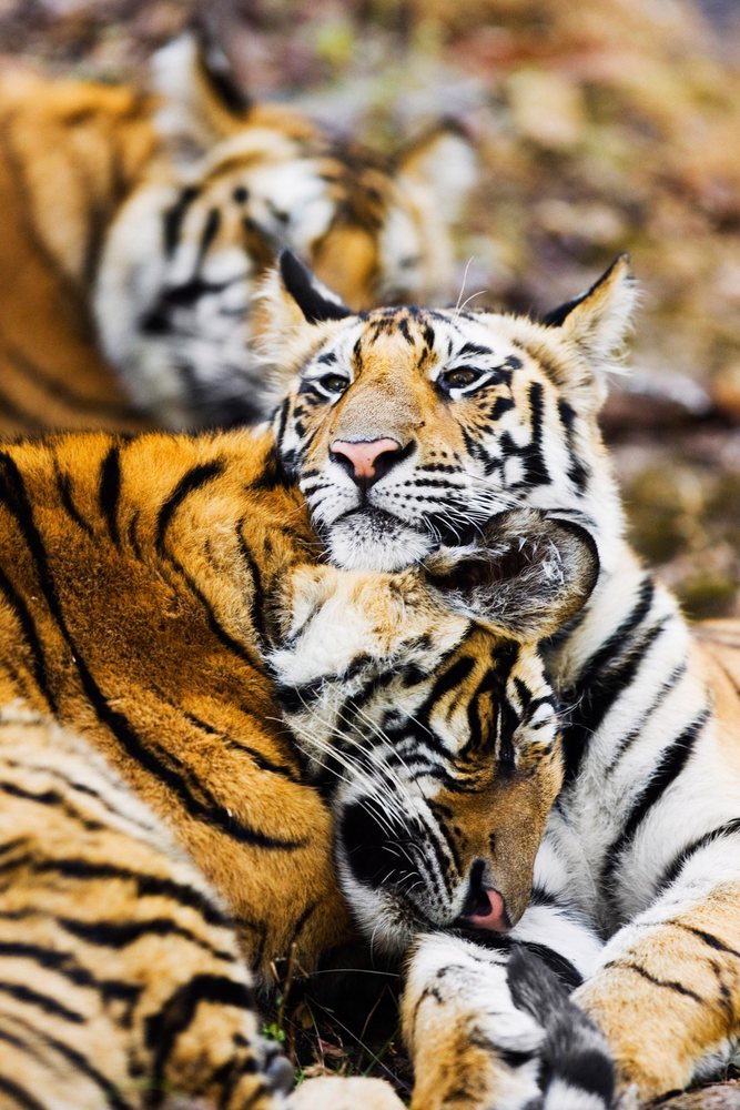 Two tigers resting together in natural wildlife setting