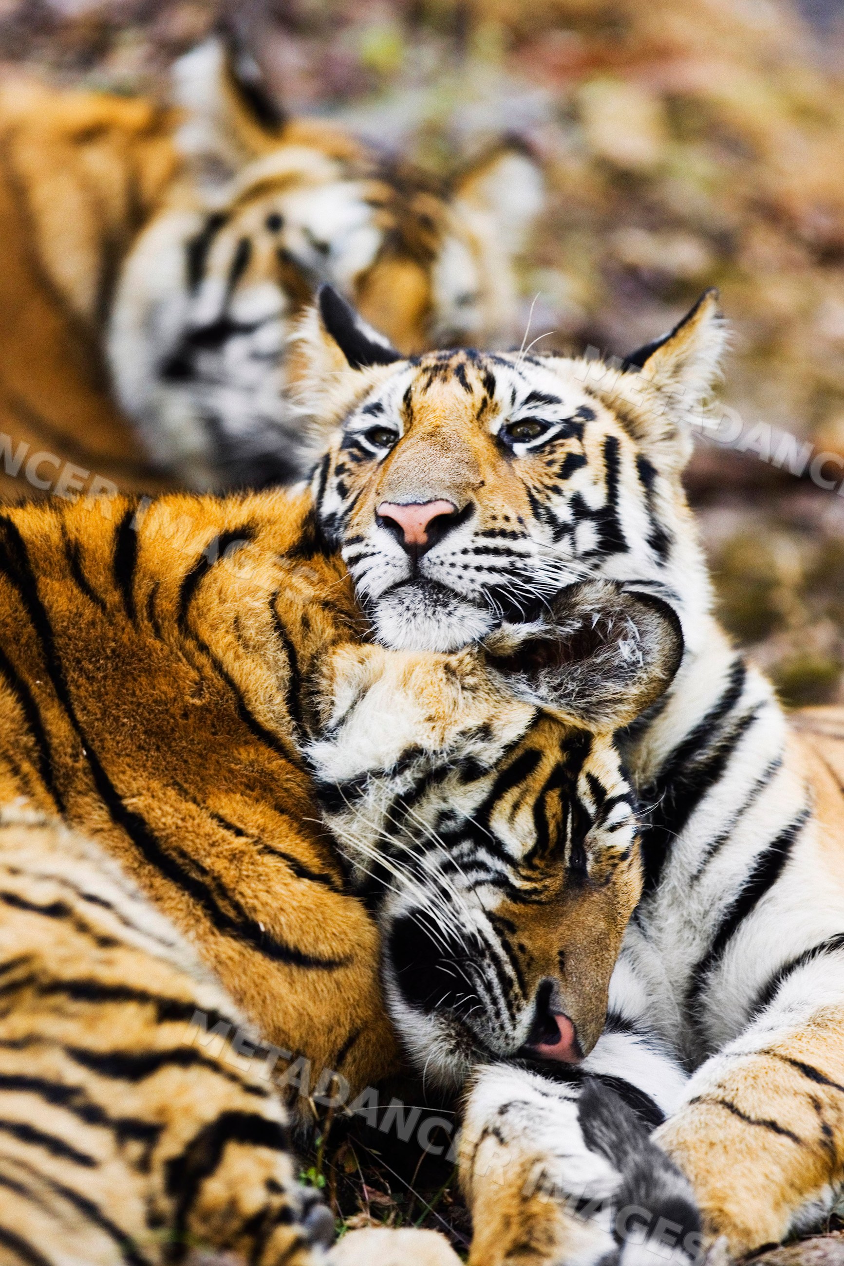 Two tigers resting together in natural wildlife setting