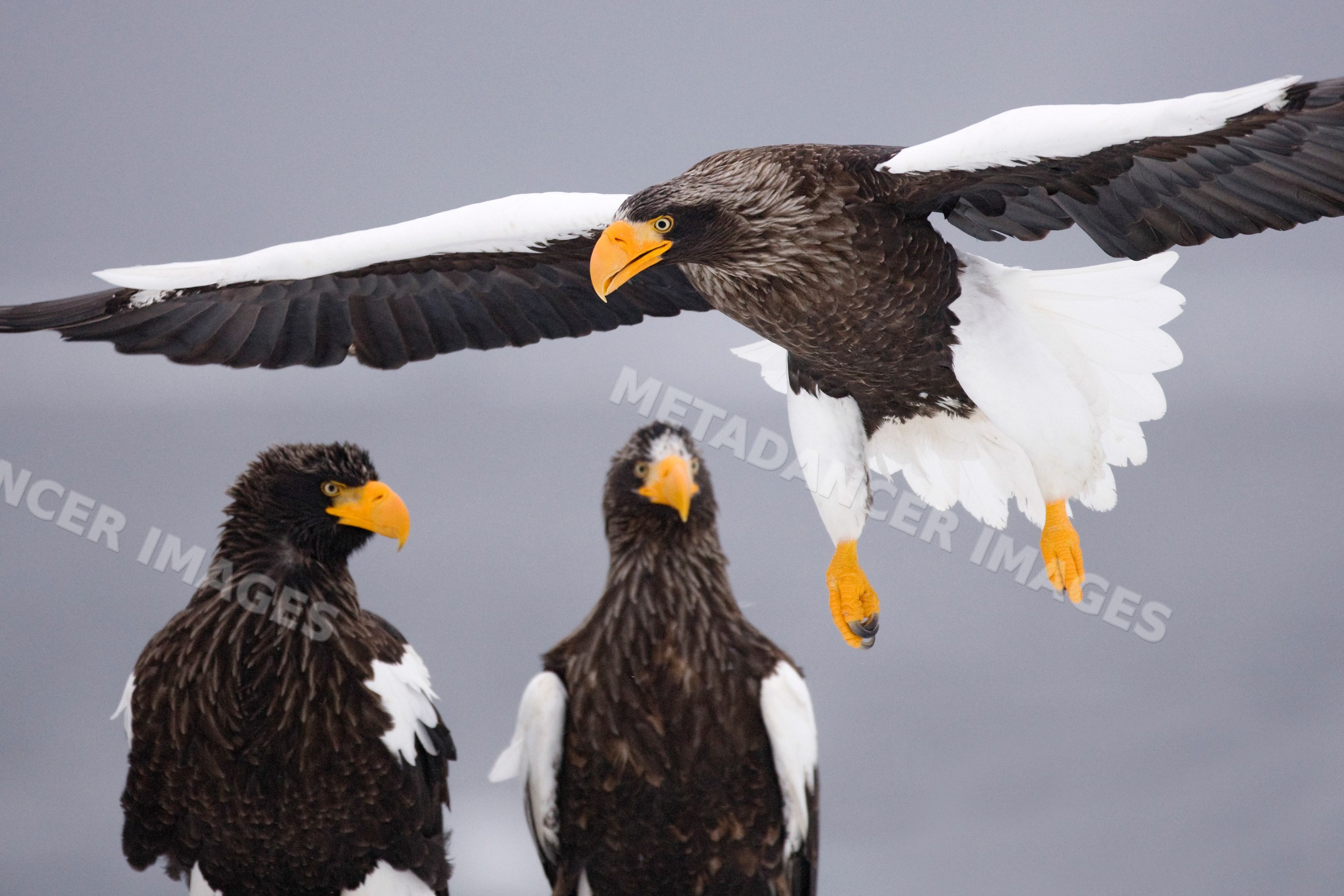 Steller's sea eagle flying near perched eagles