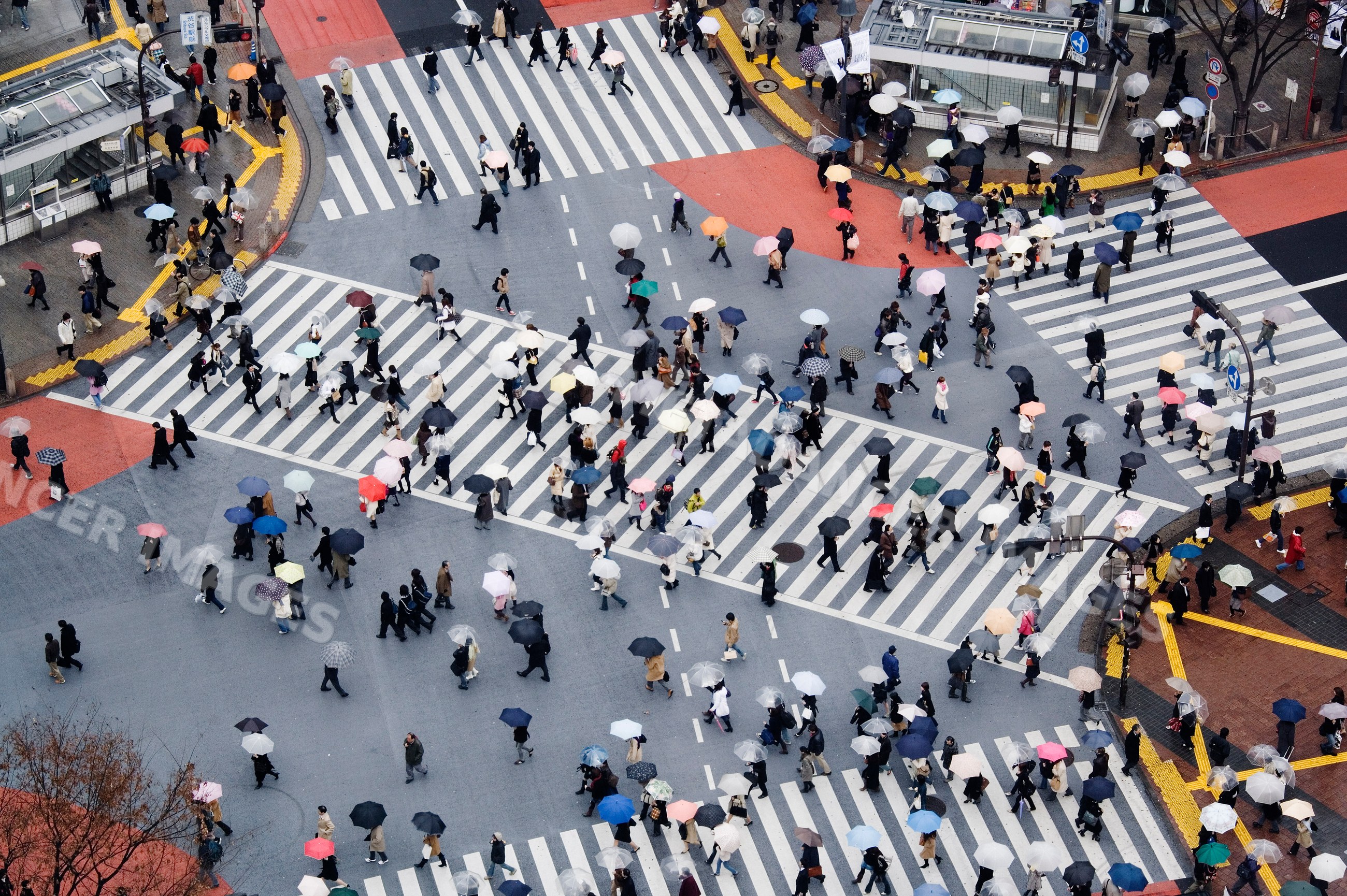 Shibuya crossing crowded with pedestrians holding umbrellas