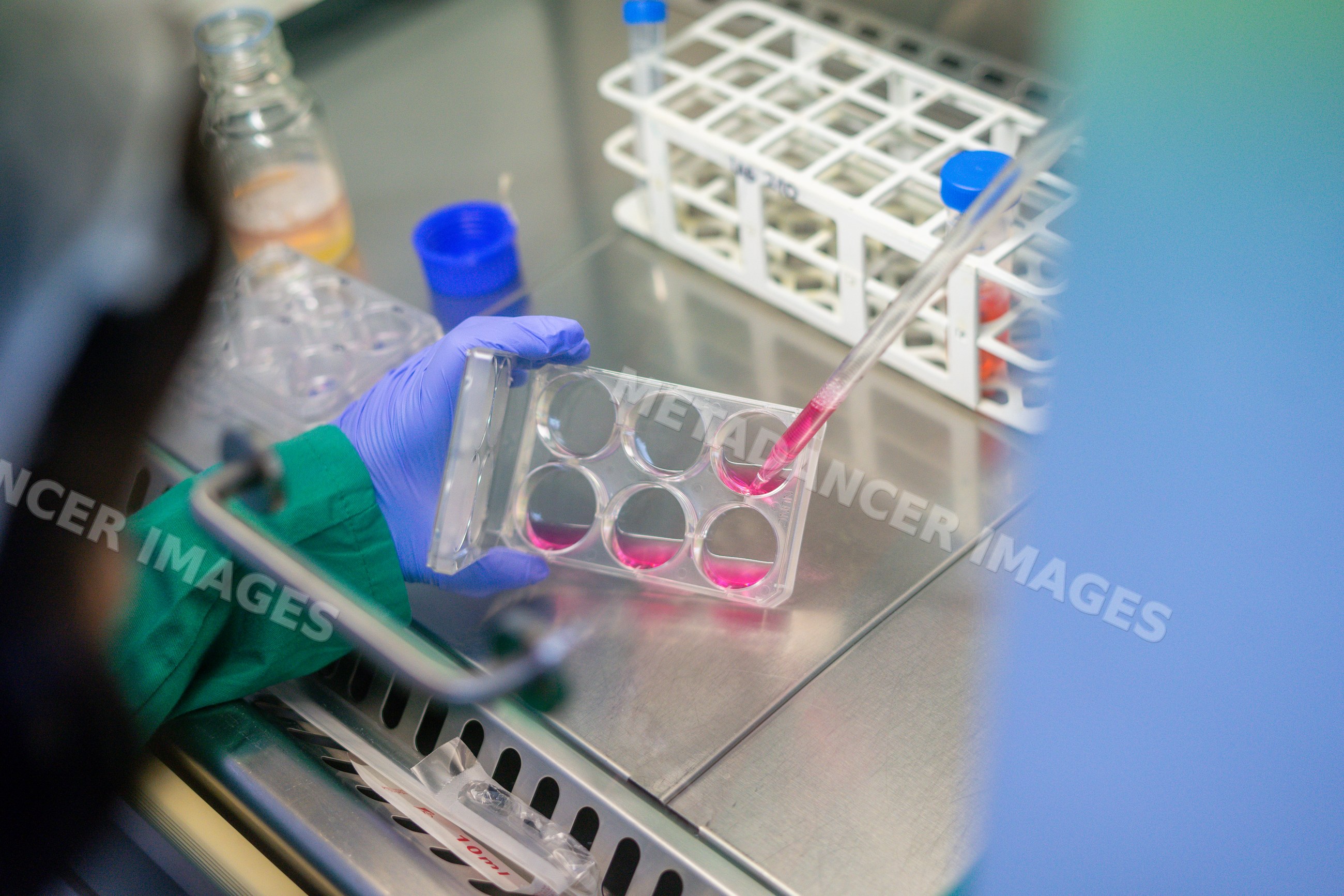 Scientist dispensing pink liquid into multiwell plate, Andalucía