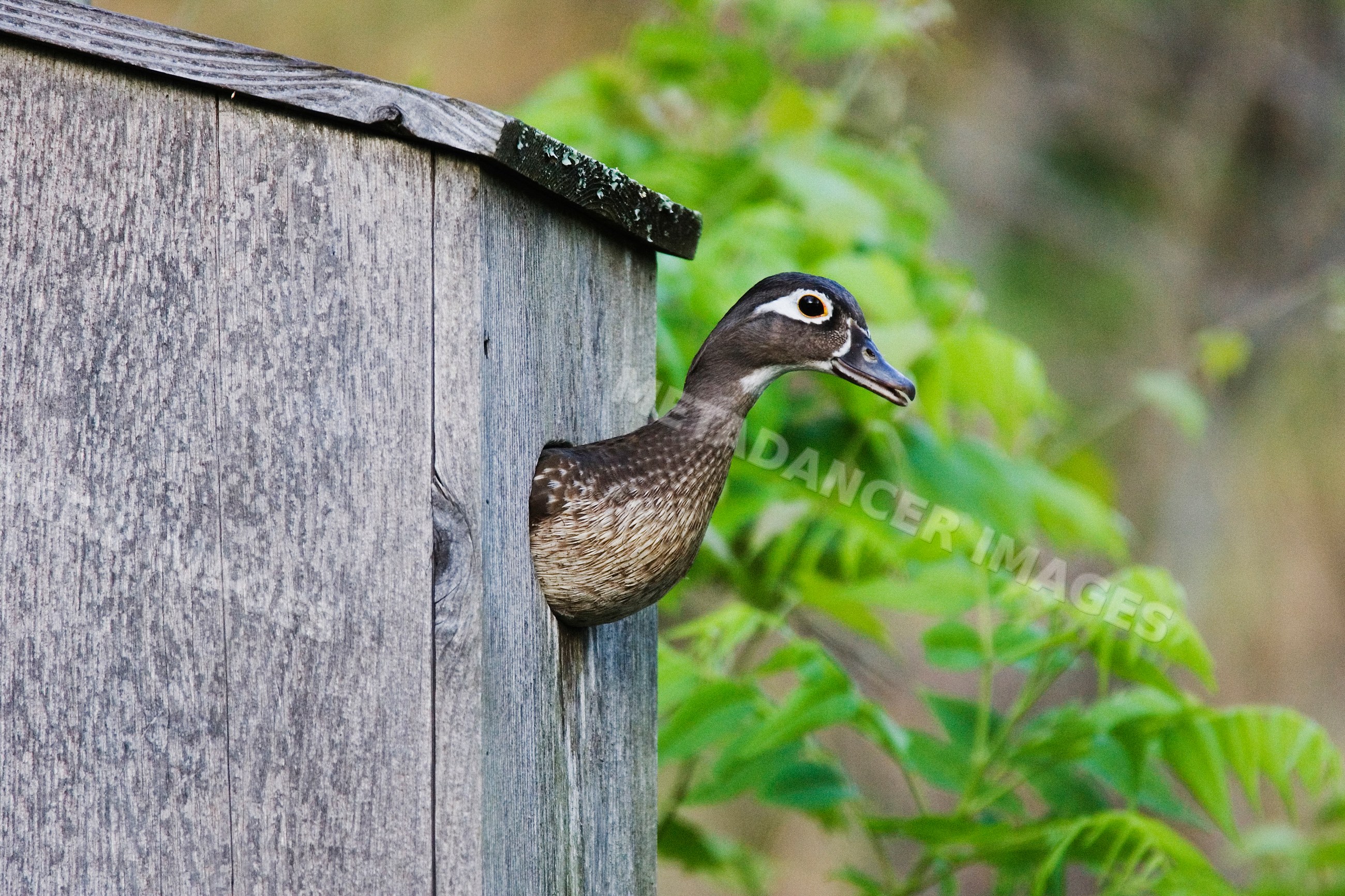Wood duck peeking in Texas wildlife