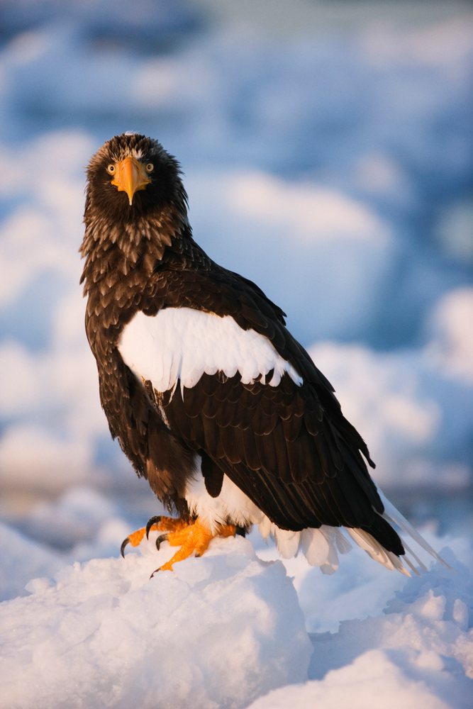 Steller's sea eagle perched on snow winter wildlife