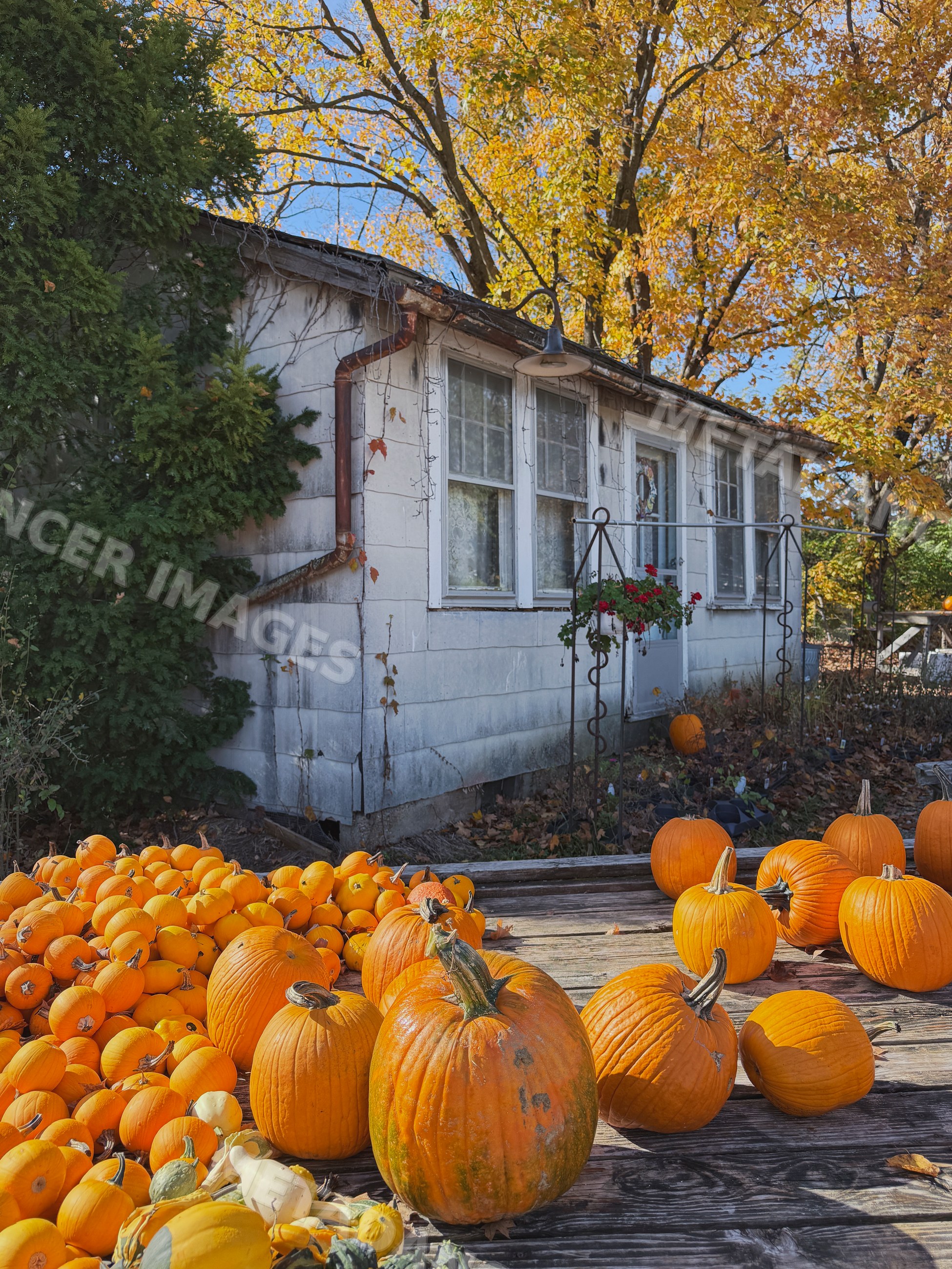 Pumpkins displayed outside rustic house