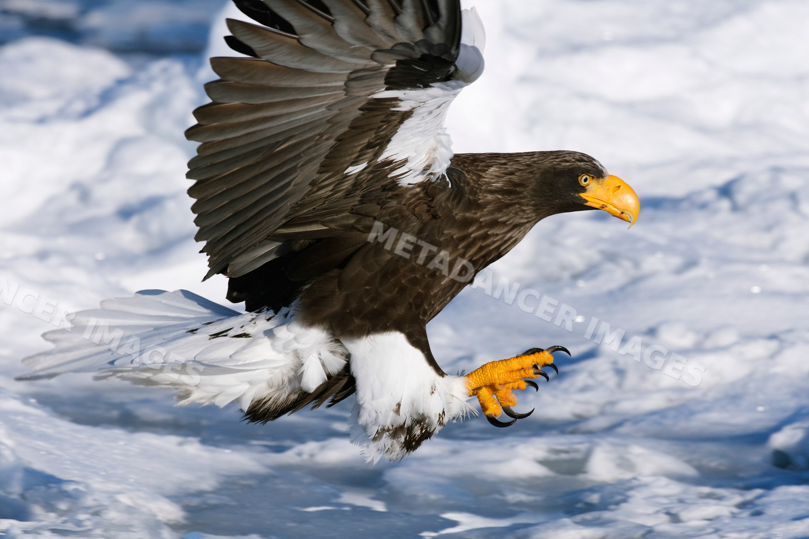 Steller's sea eagle flying over snowy nemuro channel japan