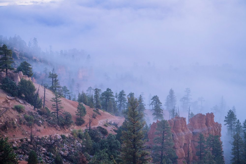 Foggy pine tree-covered rocky hills in Bryce Canyon National Park