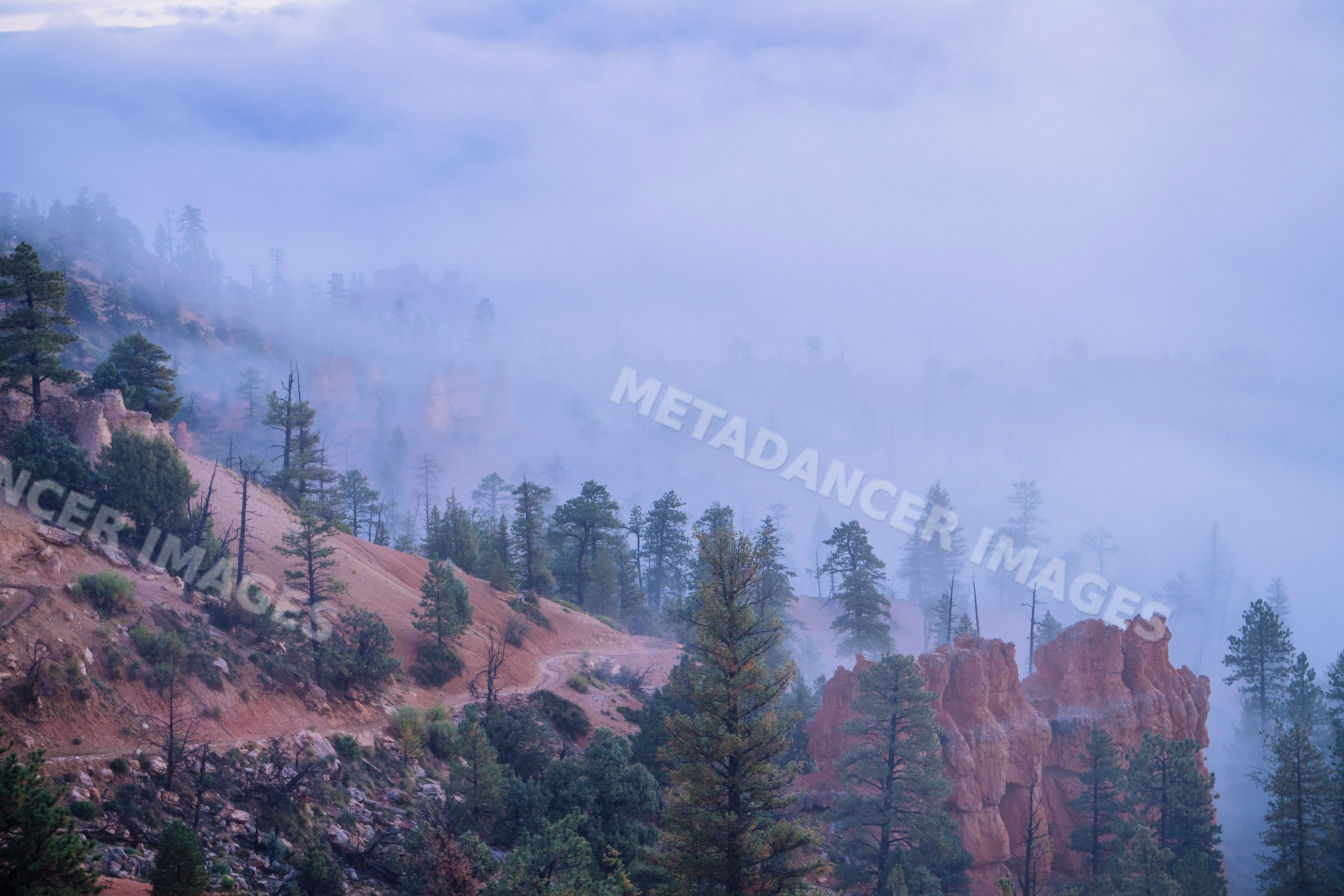 Foggy pine tree-covered rocky hills in Bryce Canyon National Park