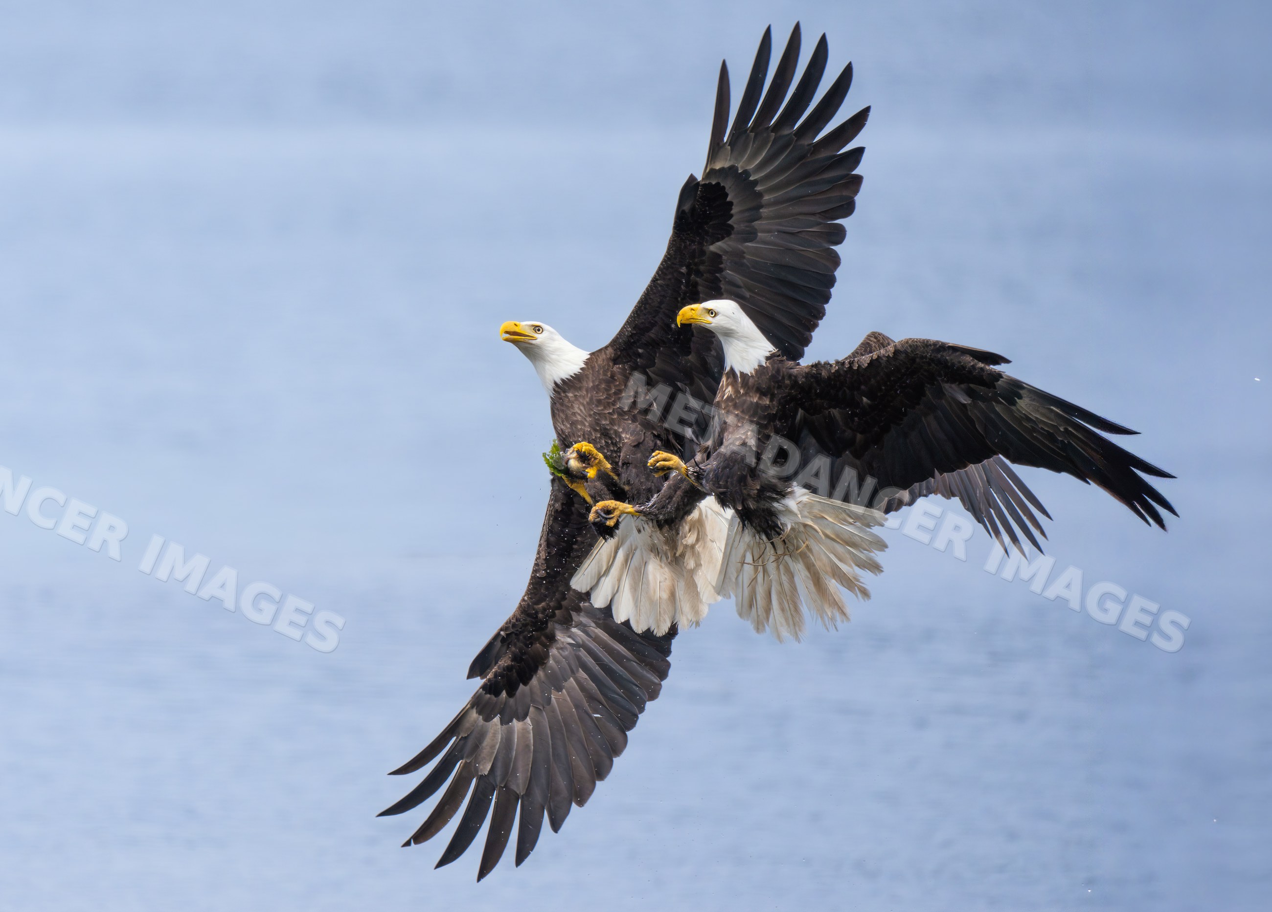 Two bald eagles in flight with talons extended over sky