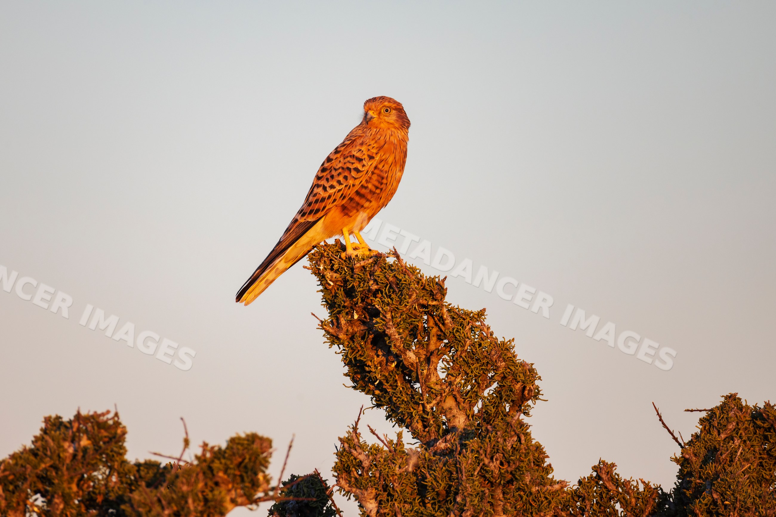 Greater kestrel perched at Sunset in etosha national park, Namibia