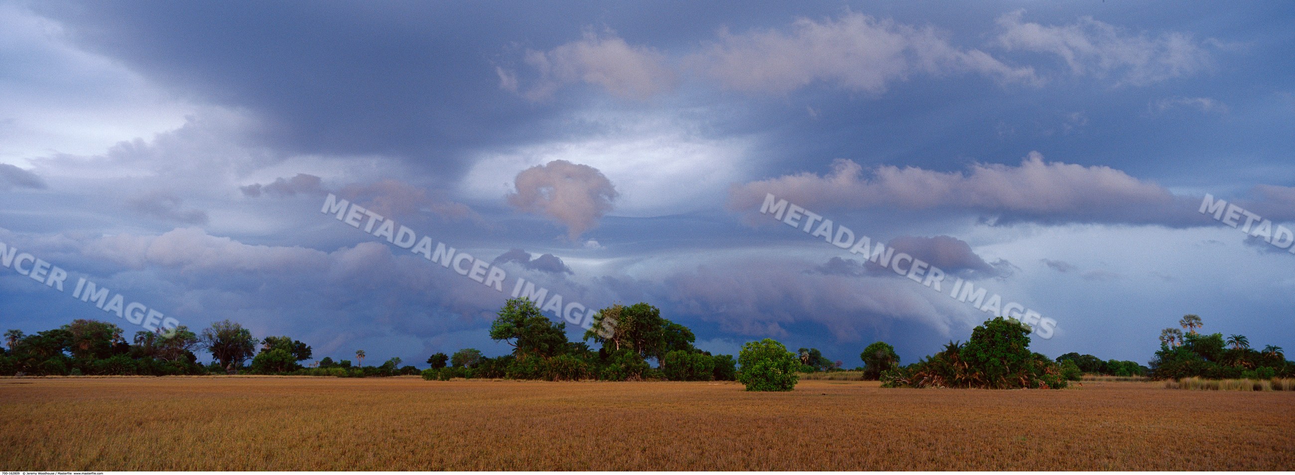 Storm clouds forming over a dry field with scattered trees