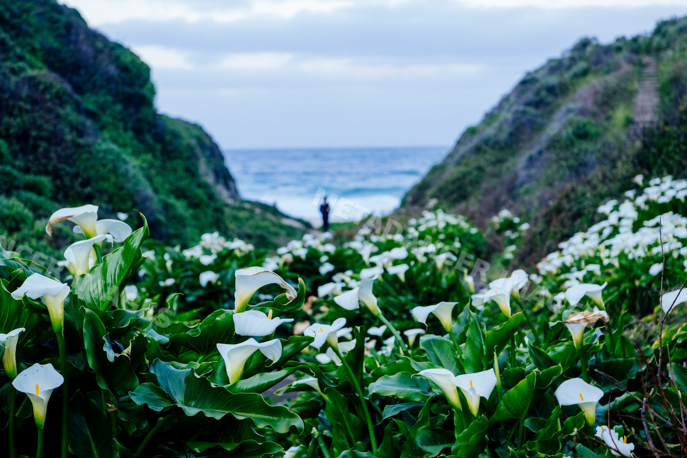 Calla lilies bloom in valley with ocean view