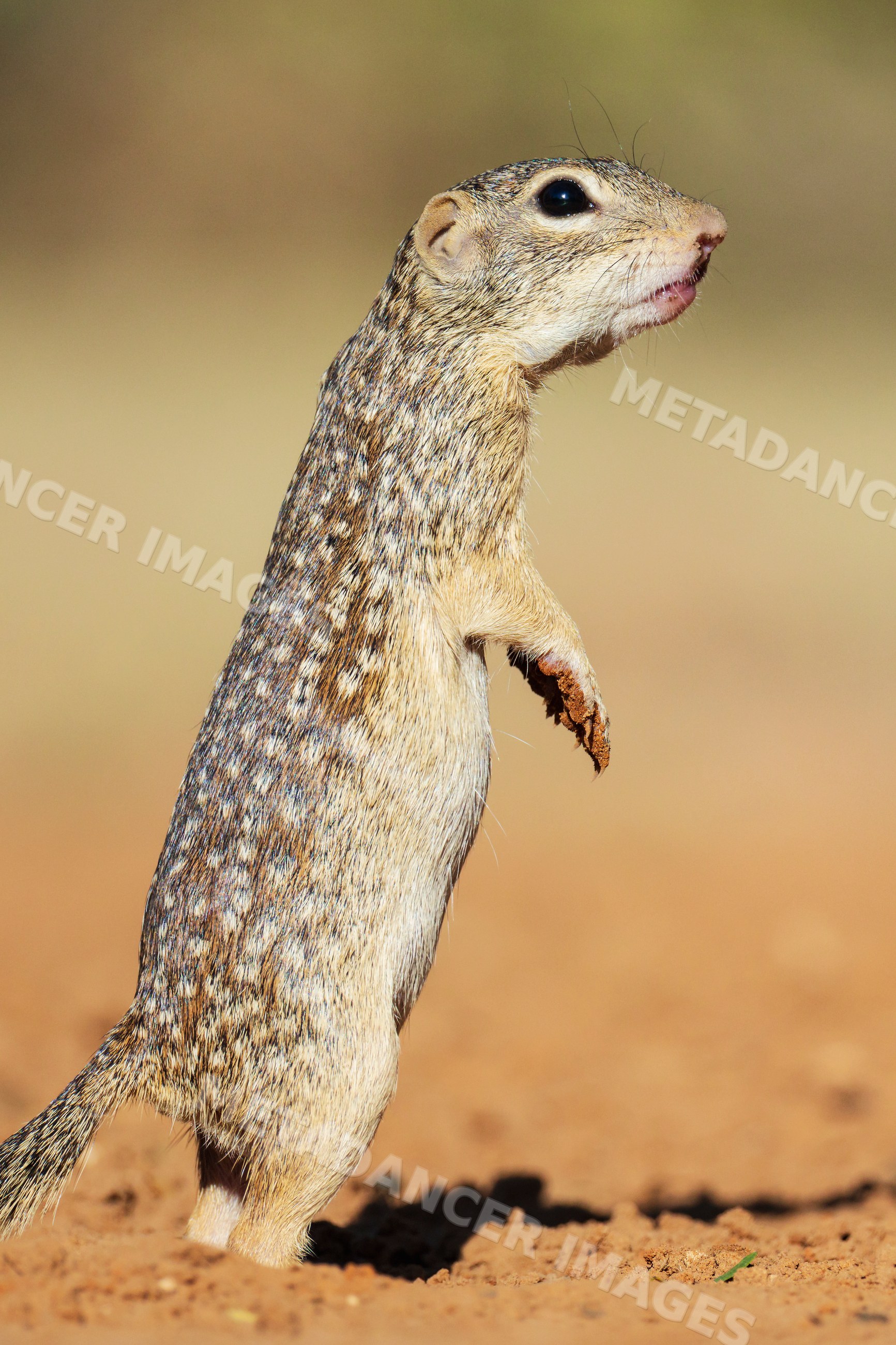 Mexican Ground Squirrel standing alert in Texas desert
