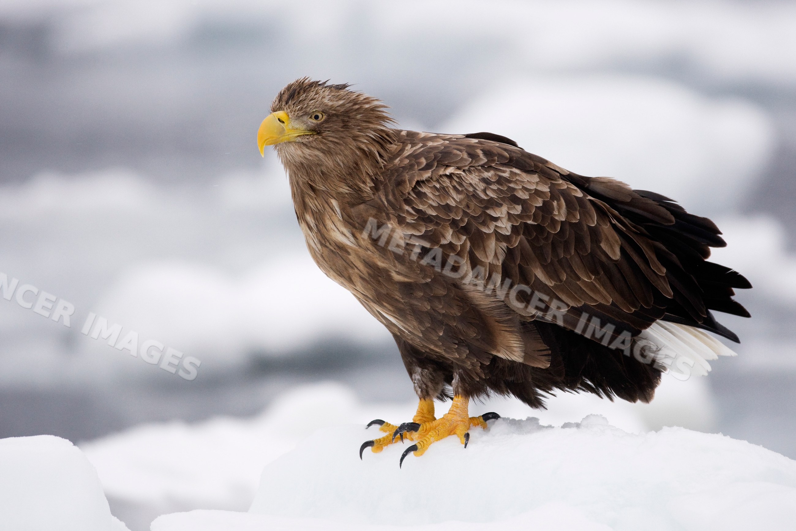 White-tailed eagle perched on snow hokkaido