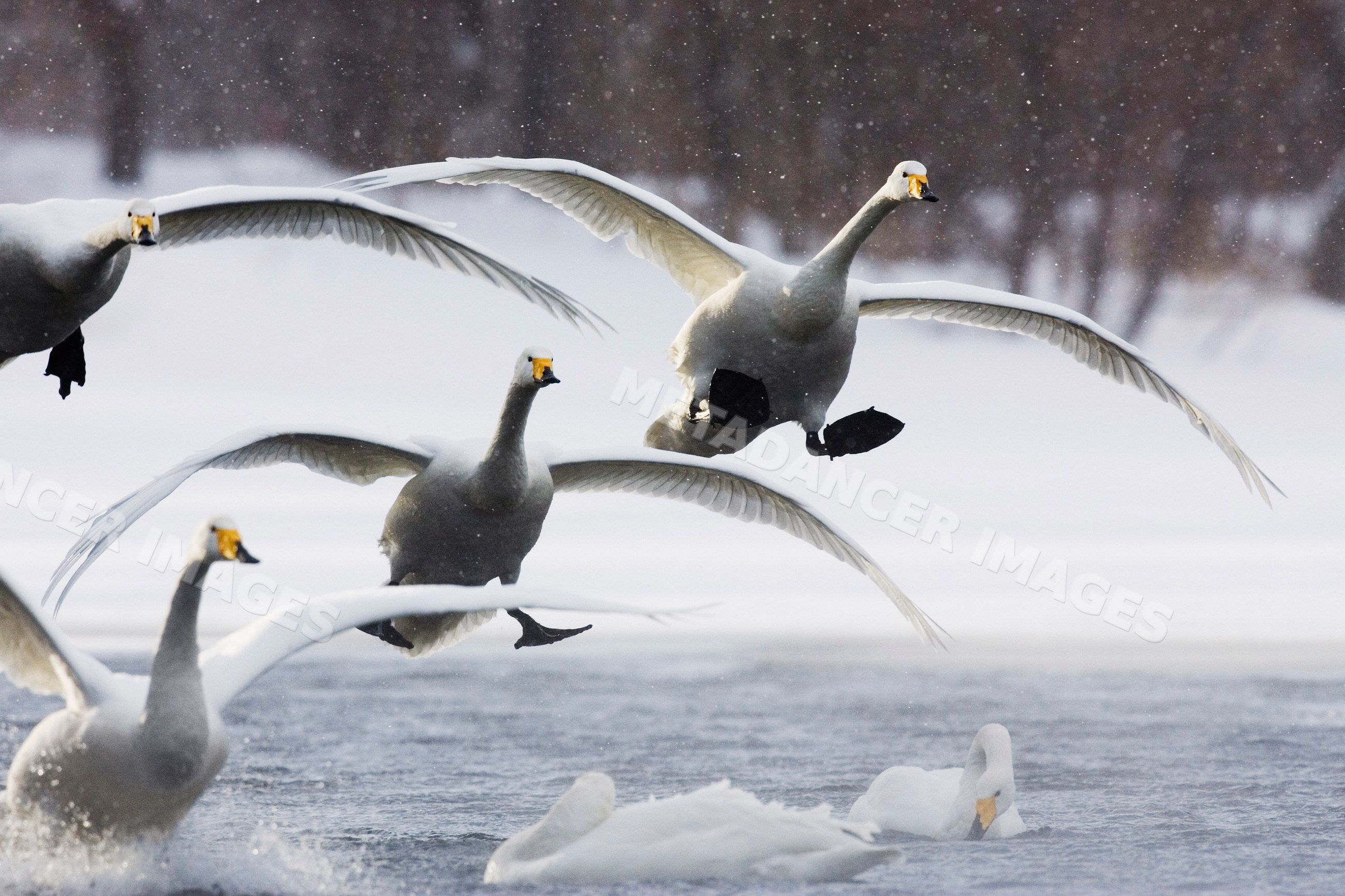 Whooper swans flying over snowy lake japan
