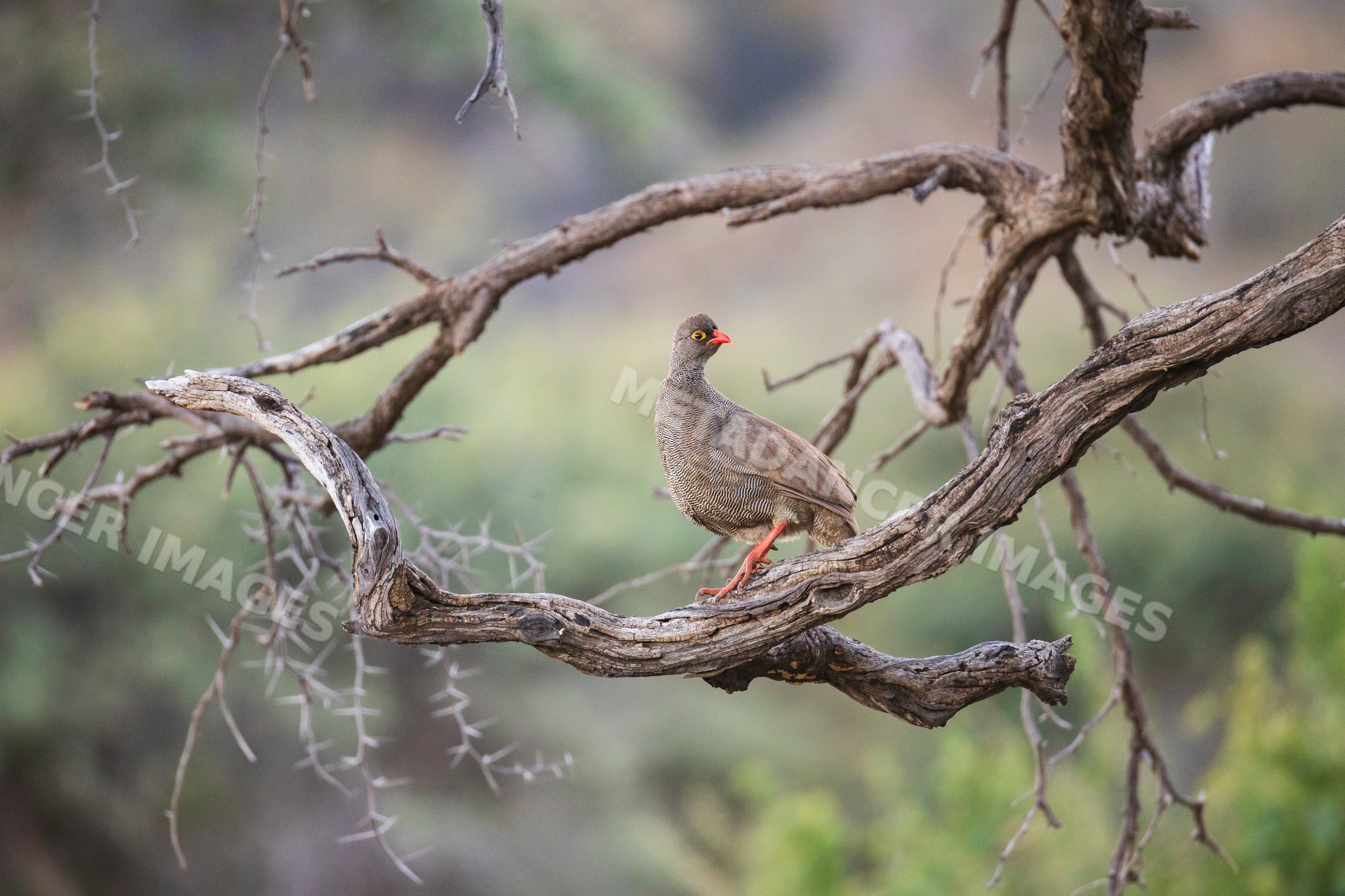 Red-Billed Spurfowl perched on twisted branch in Namibia wilderness