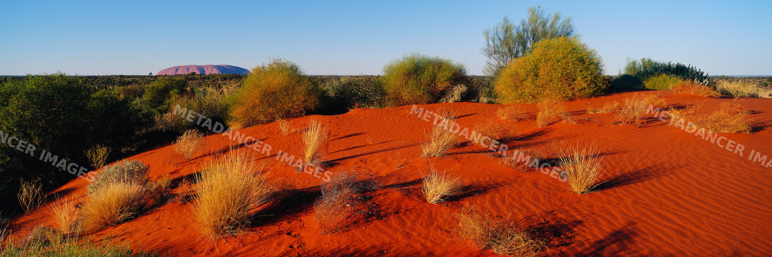 Ayers rock and red sand dune with desert vegetation