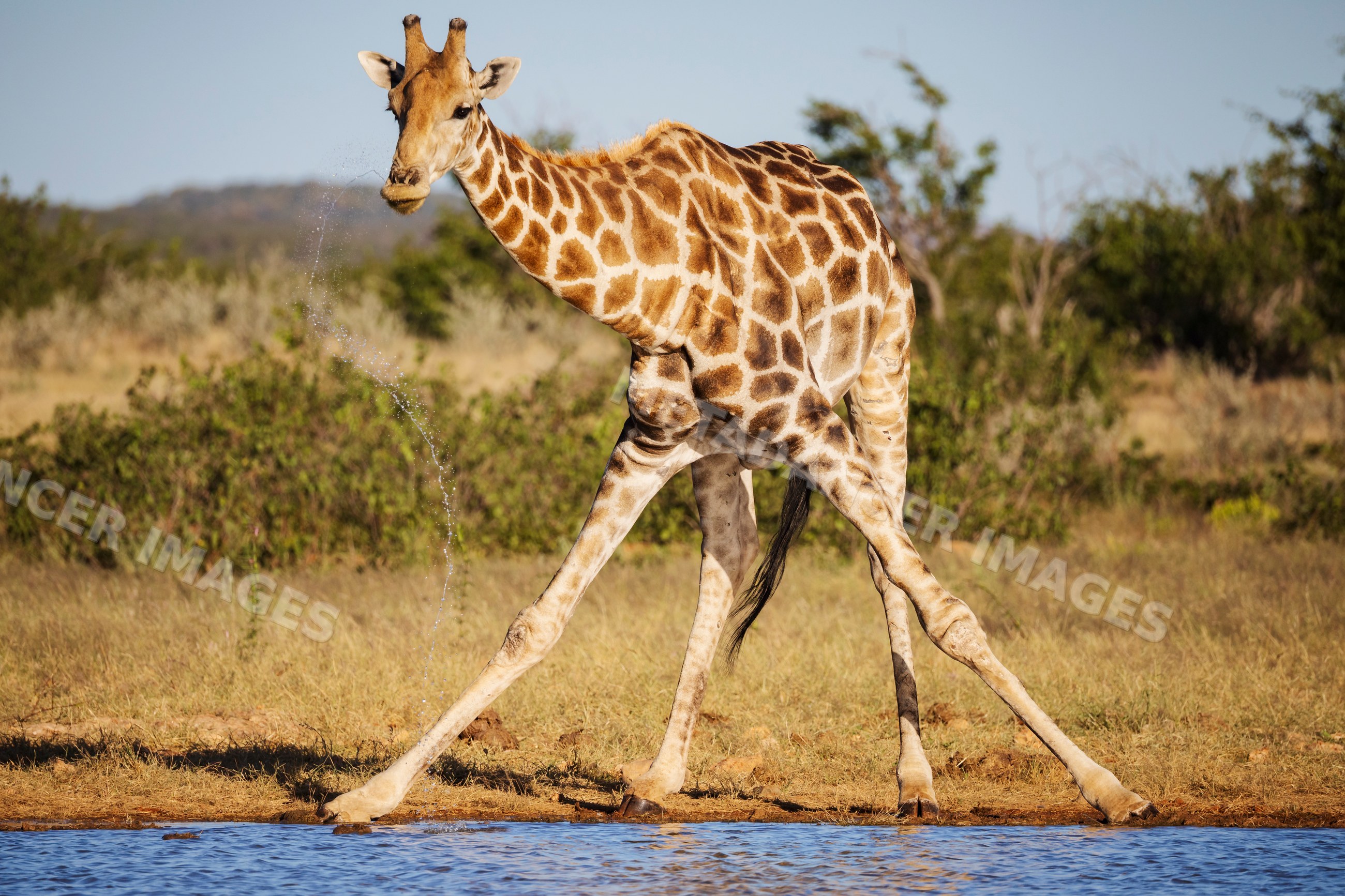 Giraffe drinking at Rateldraf Waterhole in etosha national park