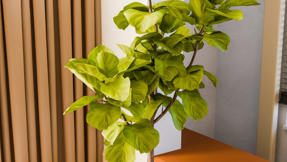Fiddle leaf fig indoor plant with lush green leaves near window