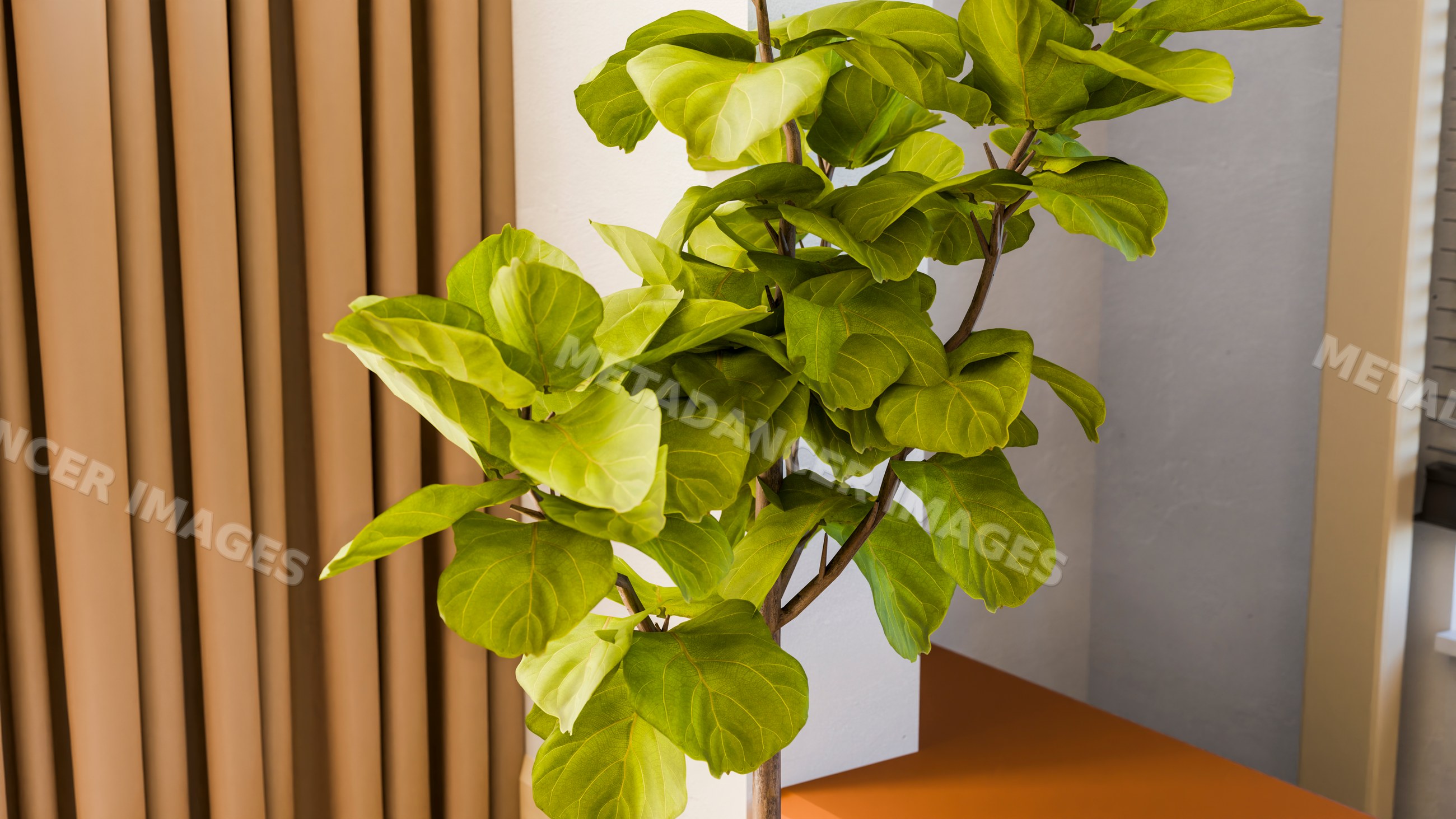 Fiddle leaf fig indoor plant with lush green leaves near window