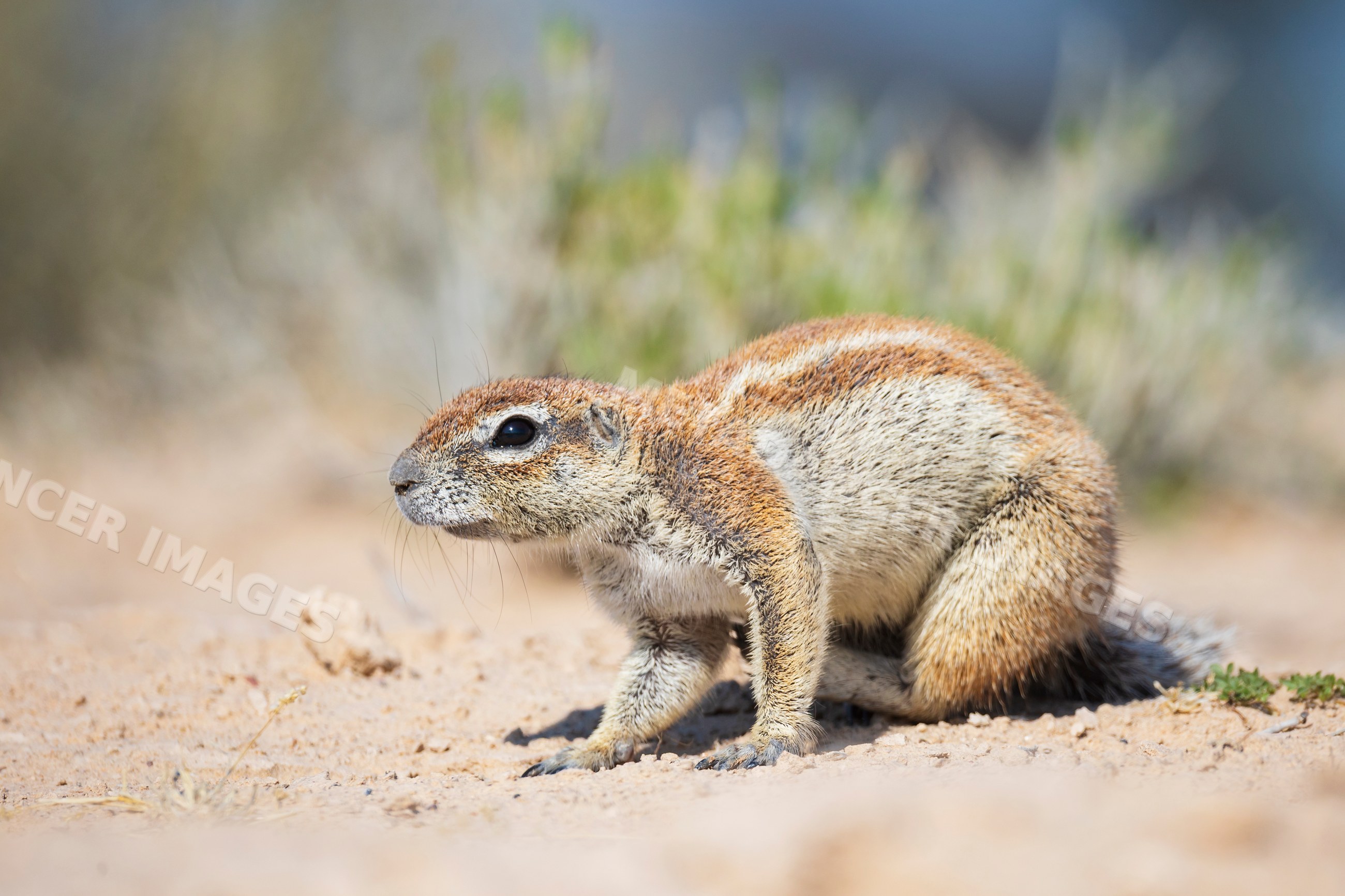 African Ground Squirrel in Kalahari Desert habitat