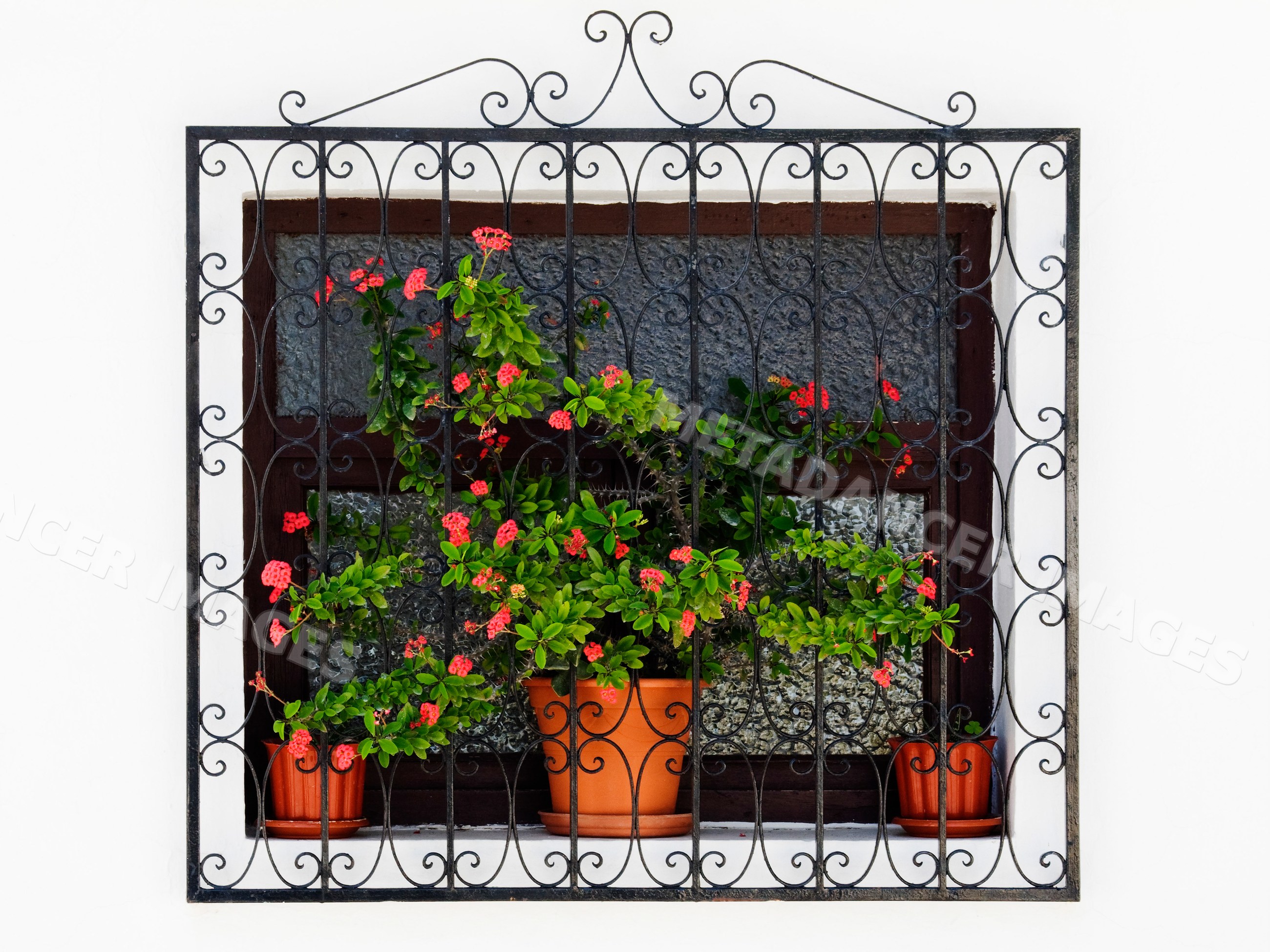Potted plants with red flowers behind iron grill on window Spain