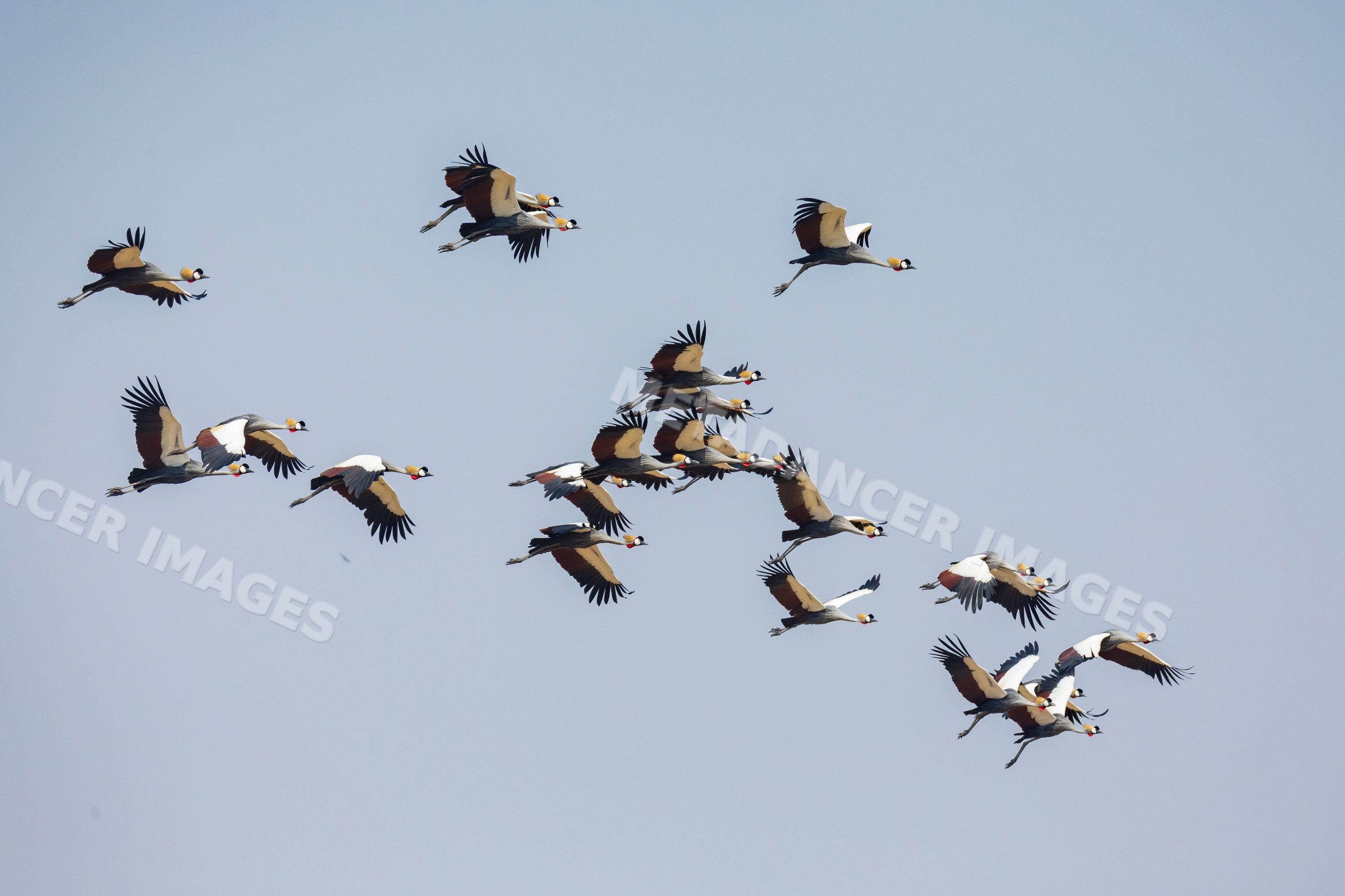 Crowned cranes flying over South Luangwa national park during Flight