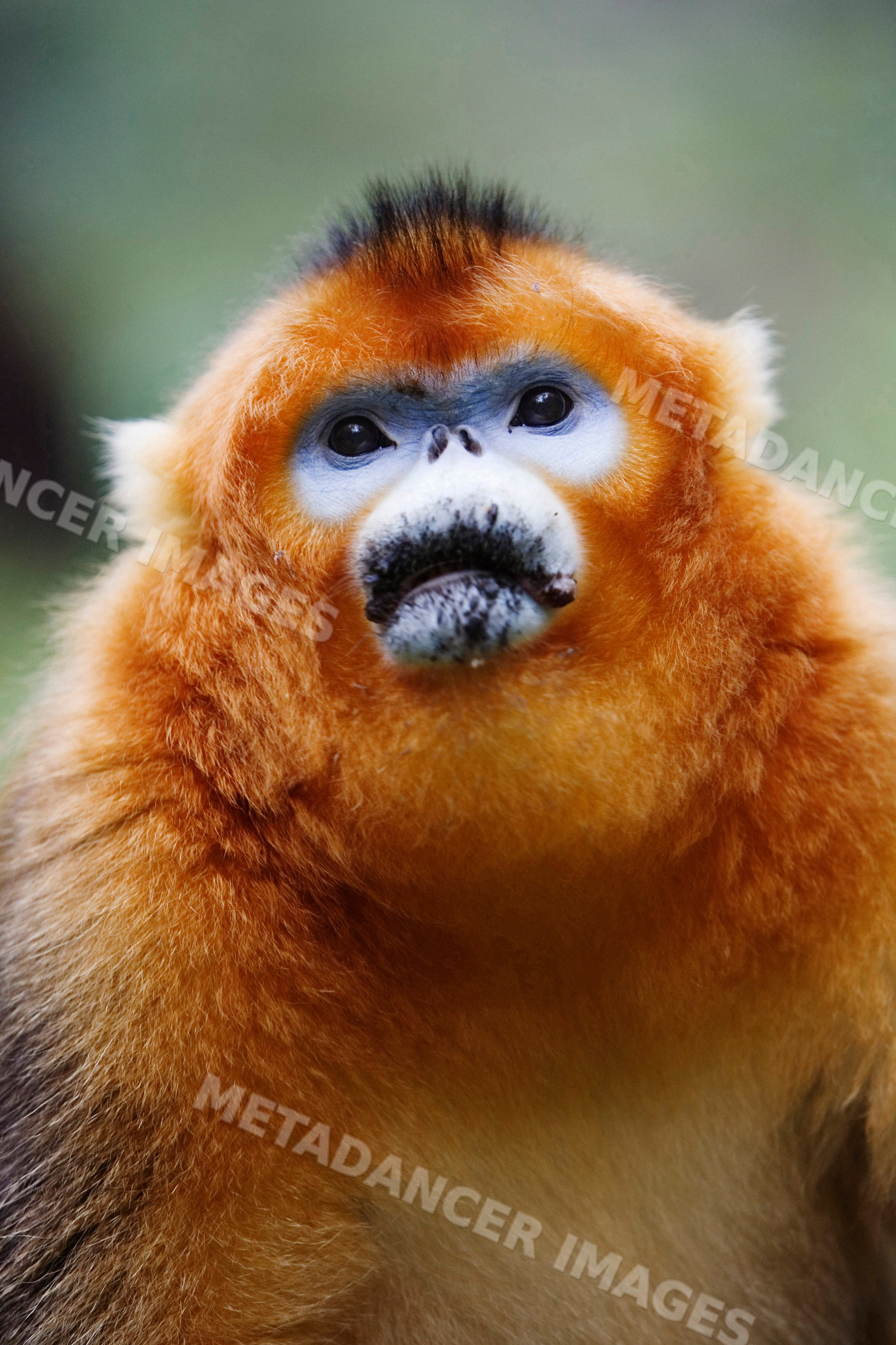 Golden monkey forest habitat