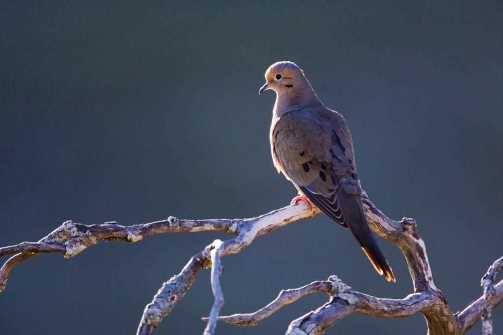 Mourning dove perched on dead branch in Texas outdoor setting