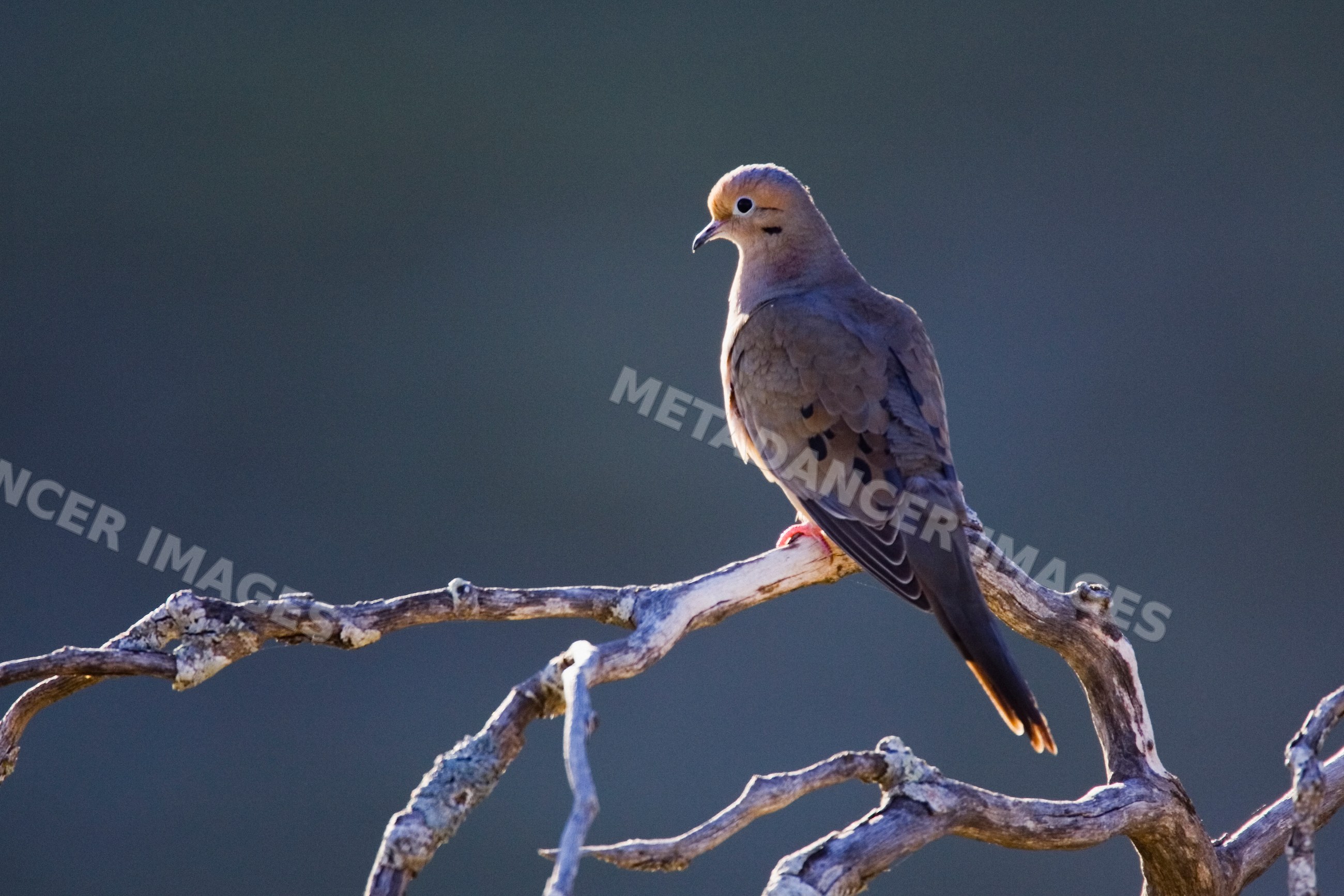 Mourning dove perched on dead branch in Texas outdoor setting