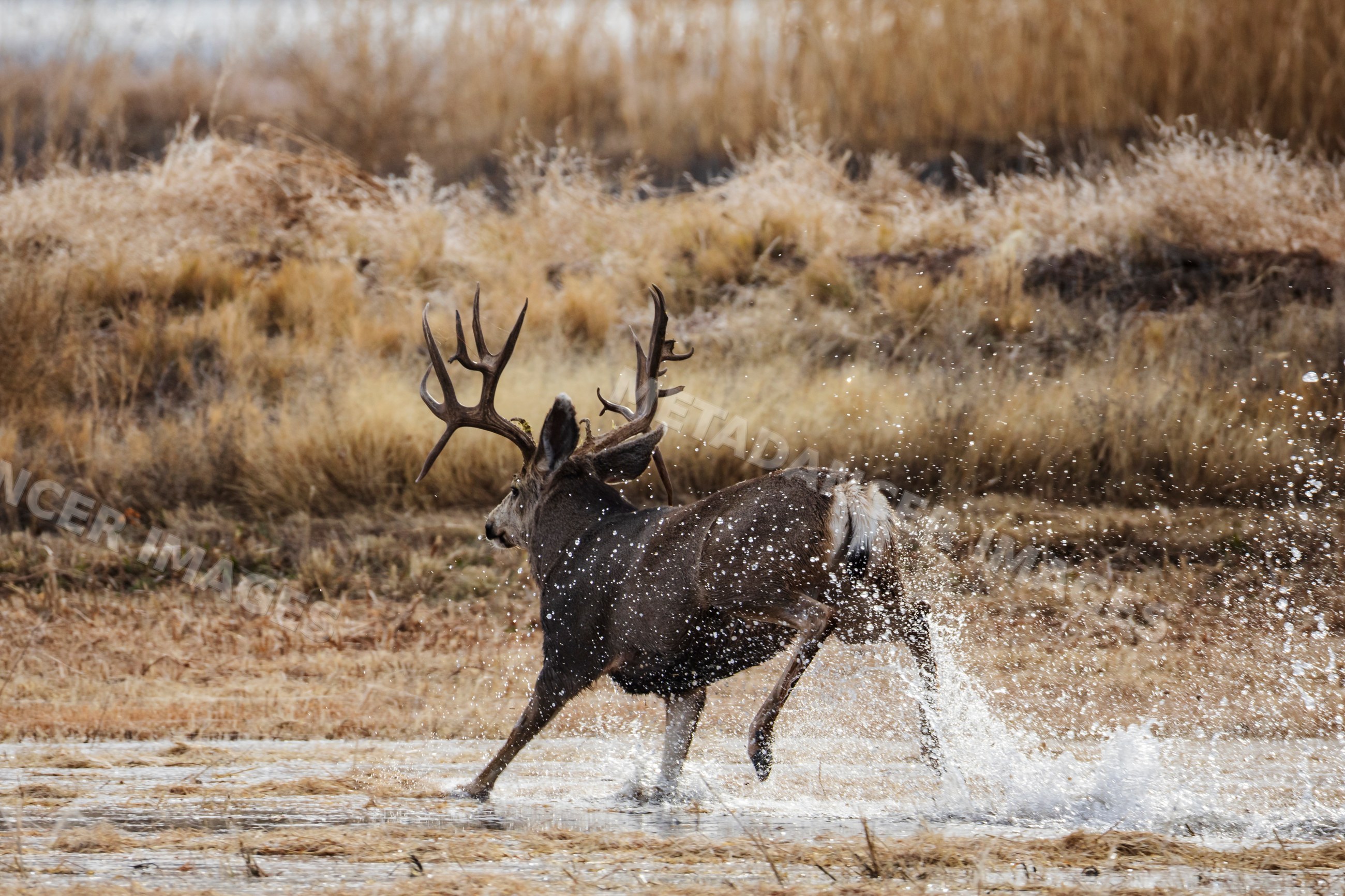 Mule Deer Buck running through Water at bosque del apache New Mexico